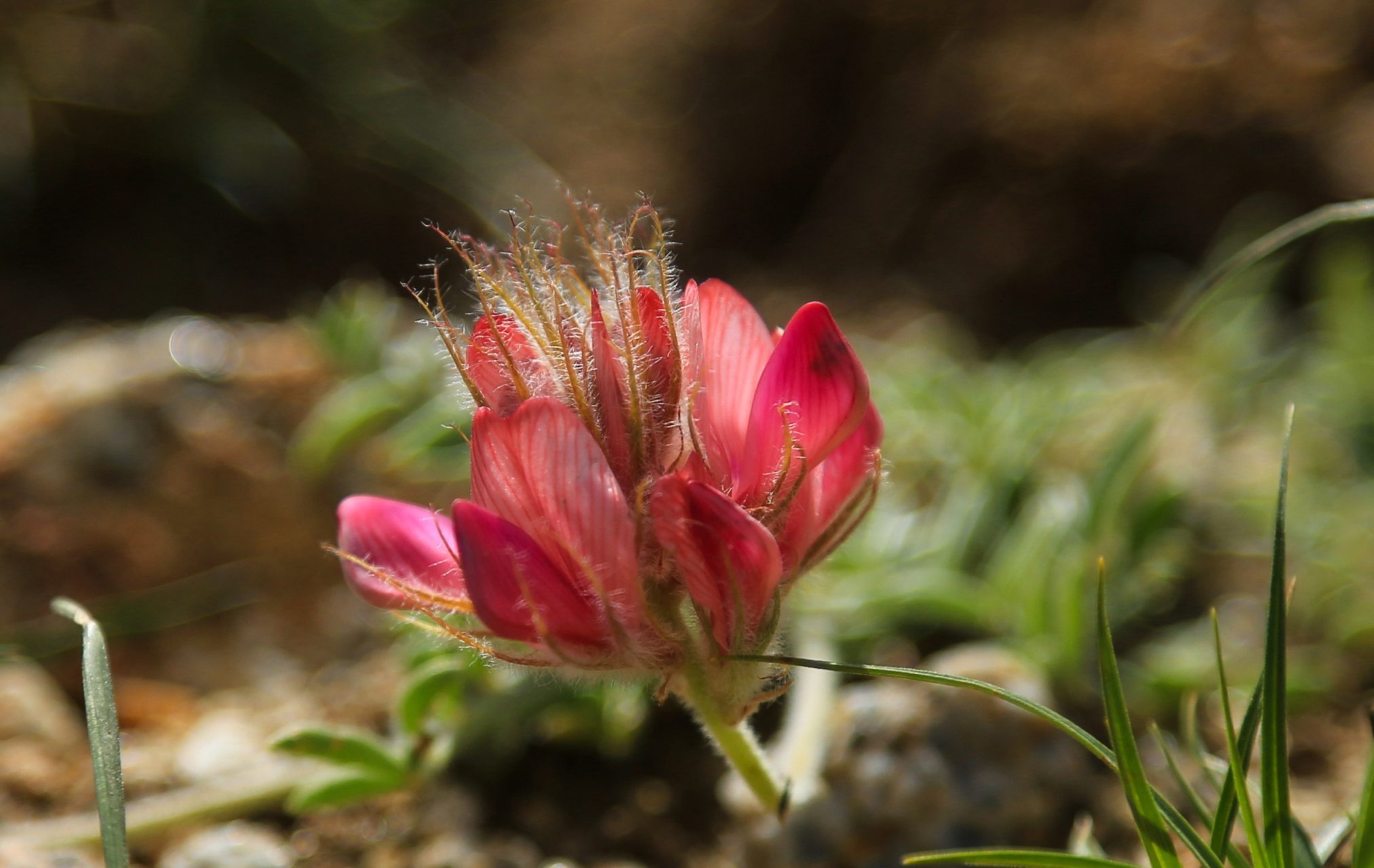 后来多方查证,终于知道它有一个特别的名字:短翼岩黄芪.
