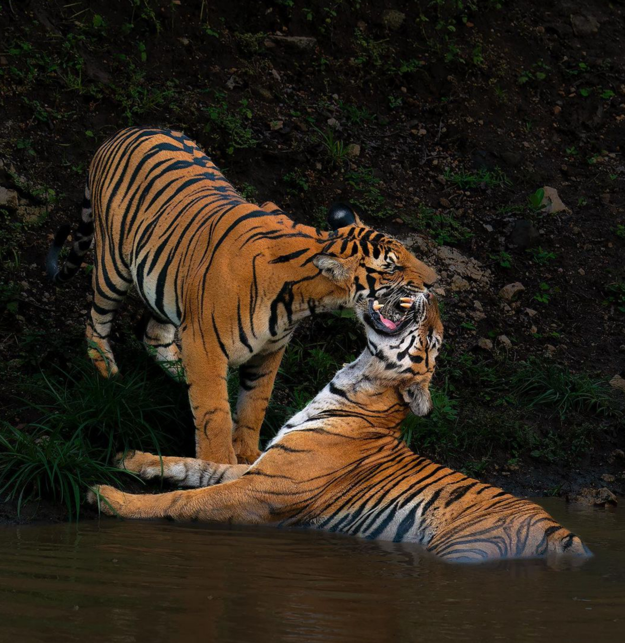 老虎# #记录大自然的动物世界# 在茂密的丛林里,一对雄壮的老虎坐在