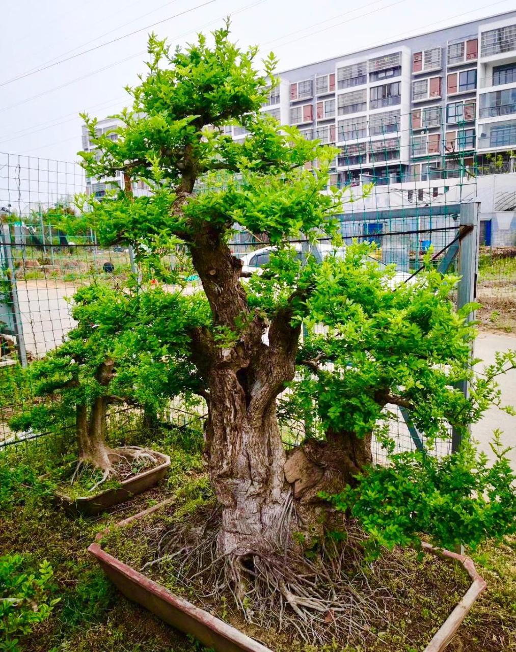 对节白蜡易造型,耐摘叶,被誉为盆景之王 兰花叶片柔韧结实,古时候就被