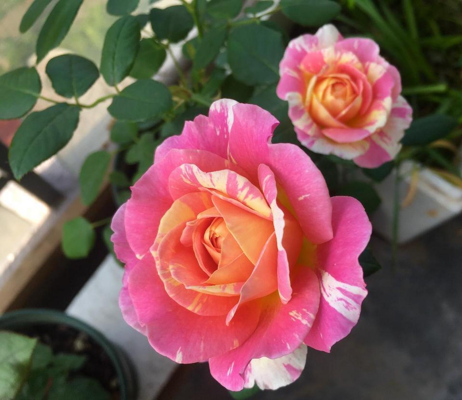 经典微型月季"薄荷冻糕",植株低矮小巧,高只有三四十公分这样,树形