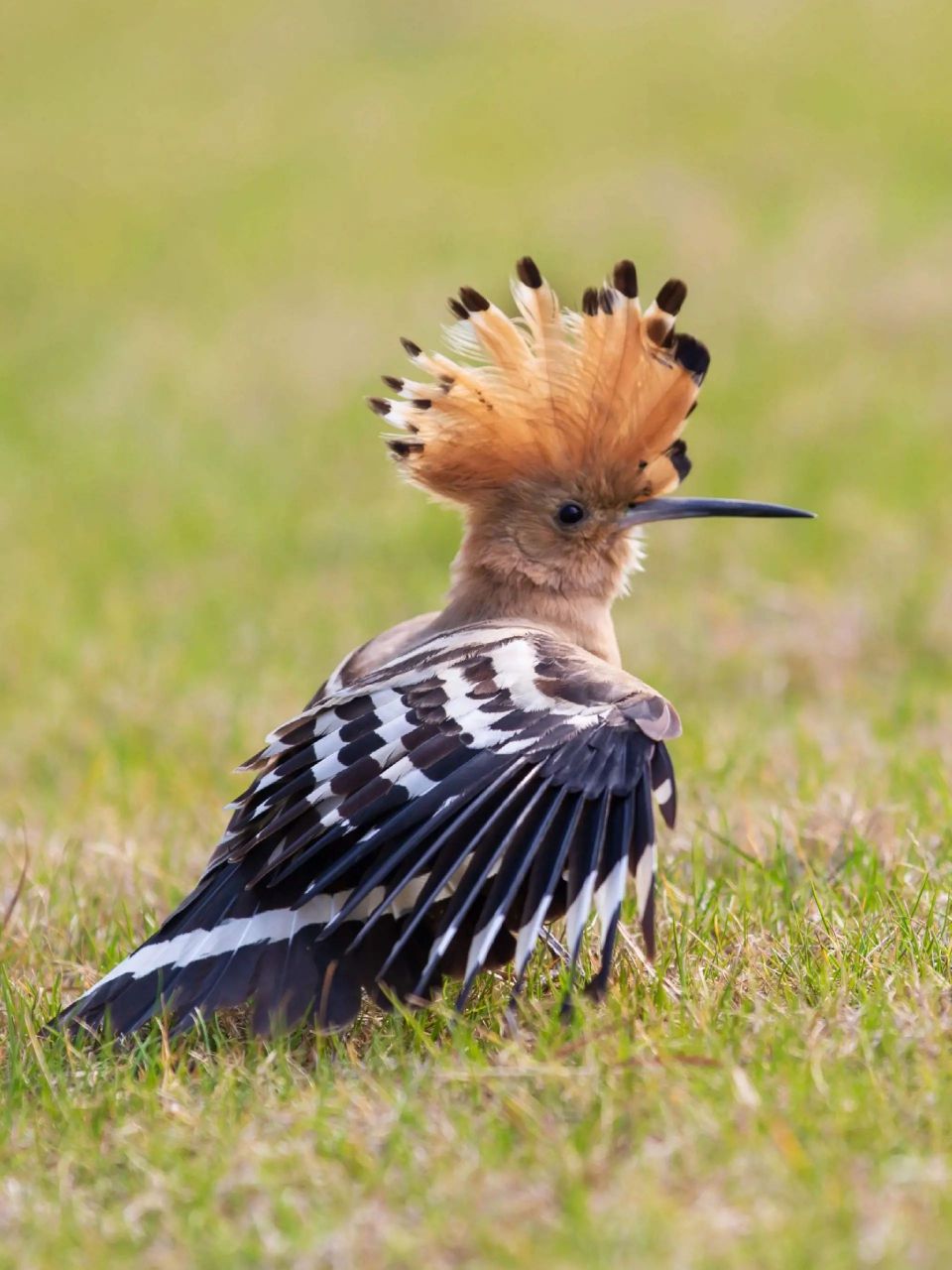 头戴皇冠的鸟儿 【戴胜】 upupa epops 「戴胜科   戴胜属」 体长245