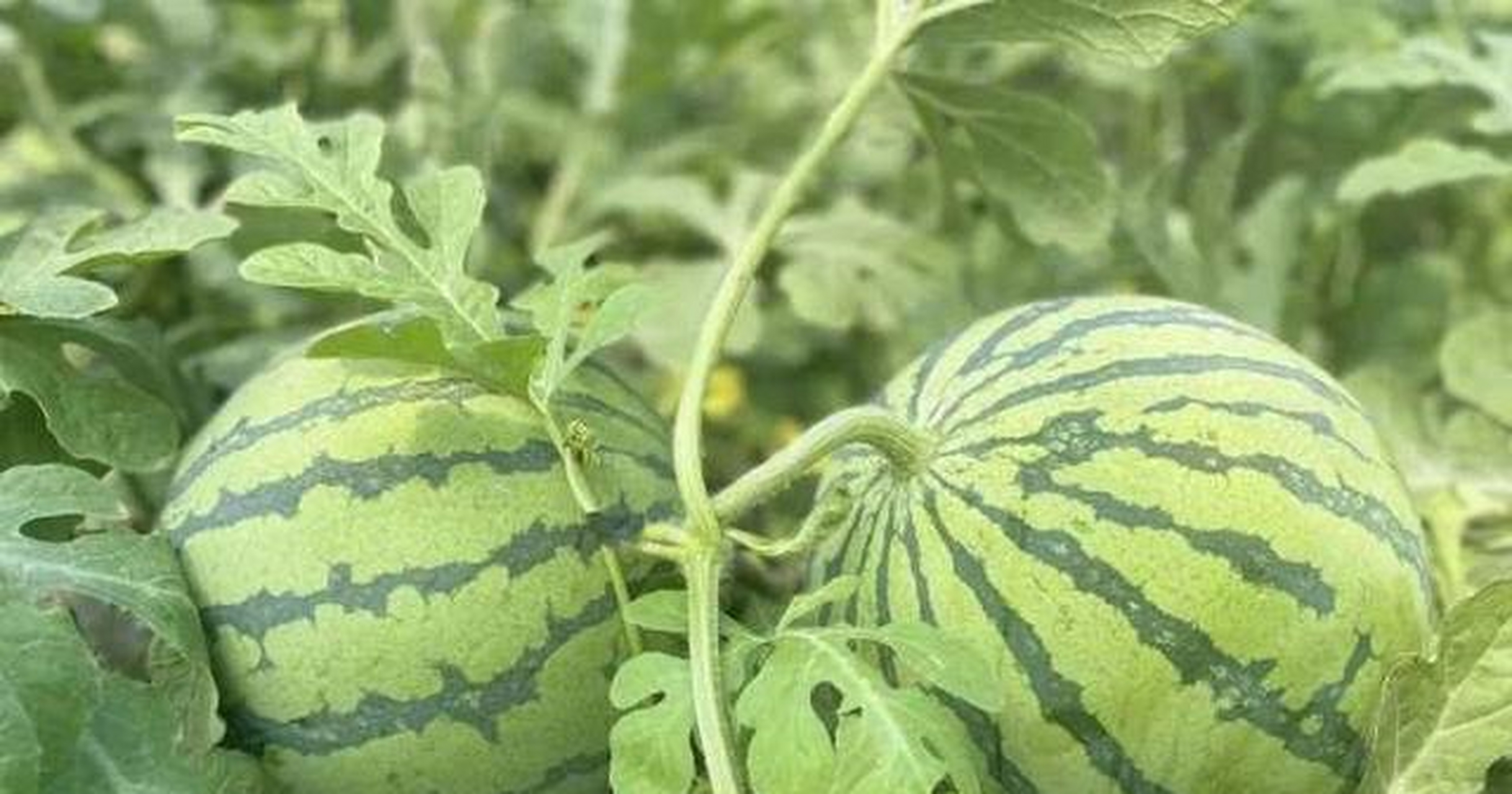 乔司农场位于钱塘区下沙街道,面朝浩浩荡荡的钱塘江,其中450多亩的