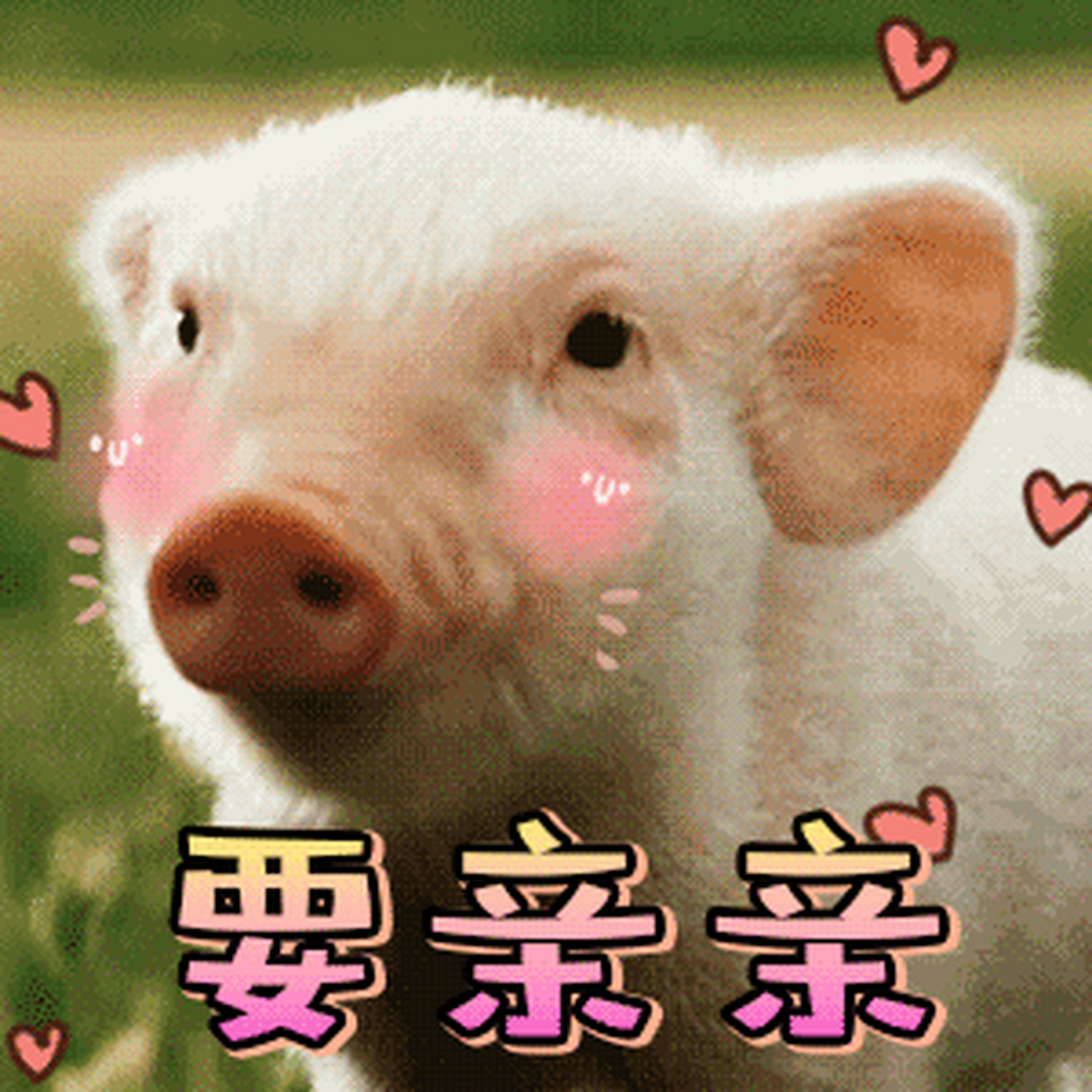 搞笑gif;第一张图猪要亲亲