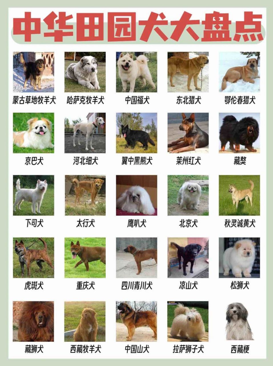 中华田园犬品种图鉴	  中国本土犬种也称为中华田园犬,共分为三个类别