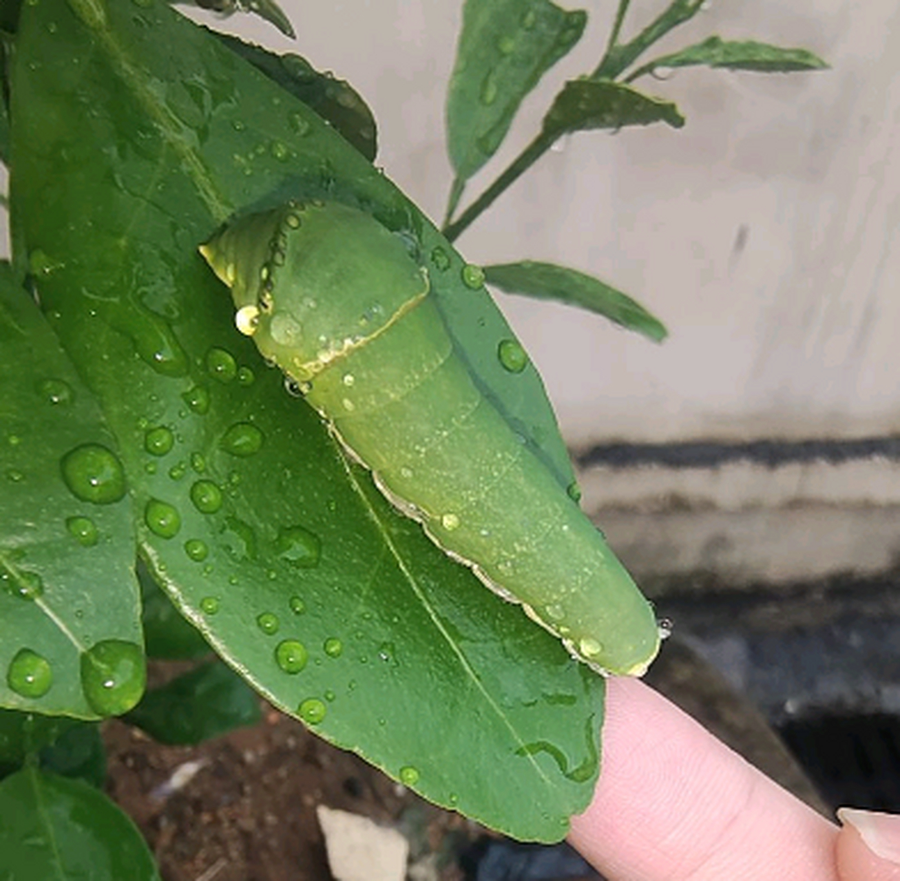 梧桐树上绿色的大虫子图片