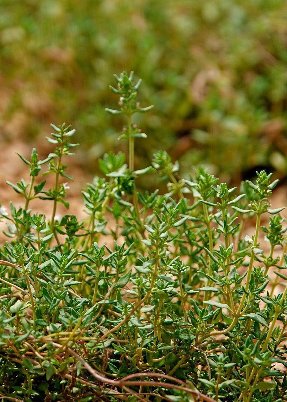 百里香是一种半灌木类植物,它的植株开花之后,花冠是紫红色或者是淡紫