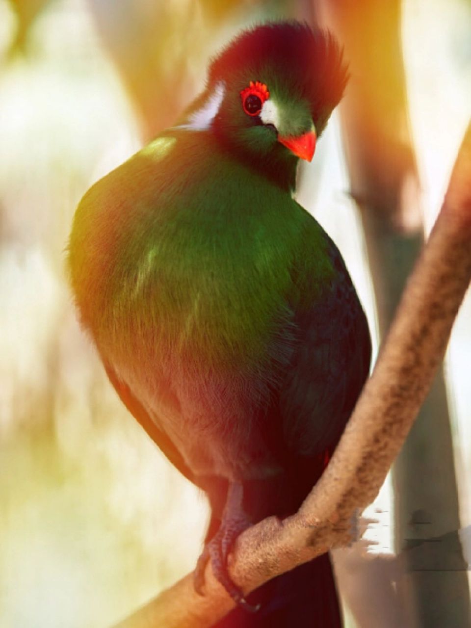 每天陪孩子一起瞧动物 名称:白颊冠蕉鹃(tauraco leucotis) 分类:动物