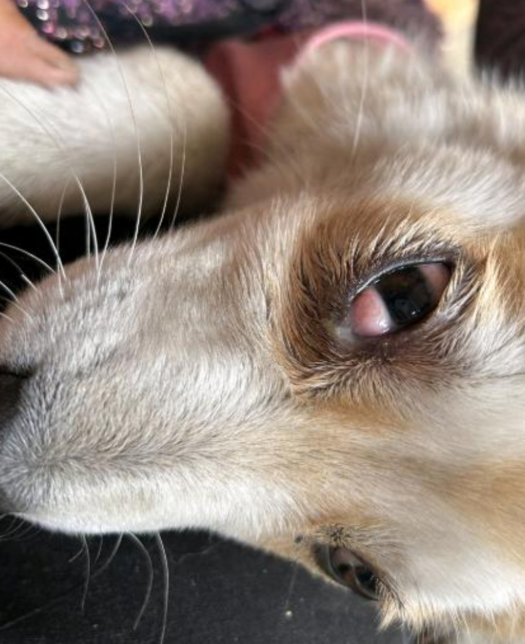 为什么小狗的眼睛变成这样,里面是长瘤子了吗