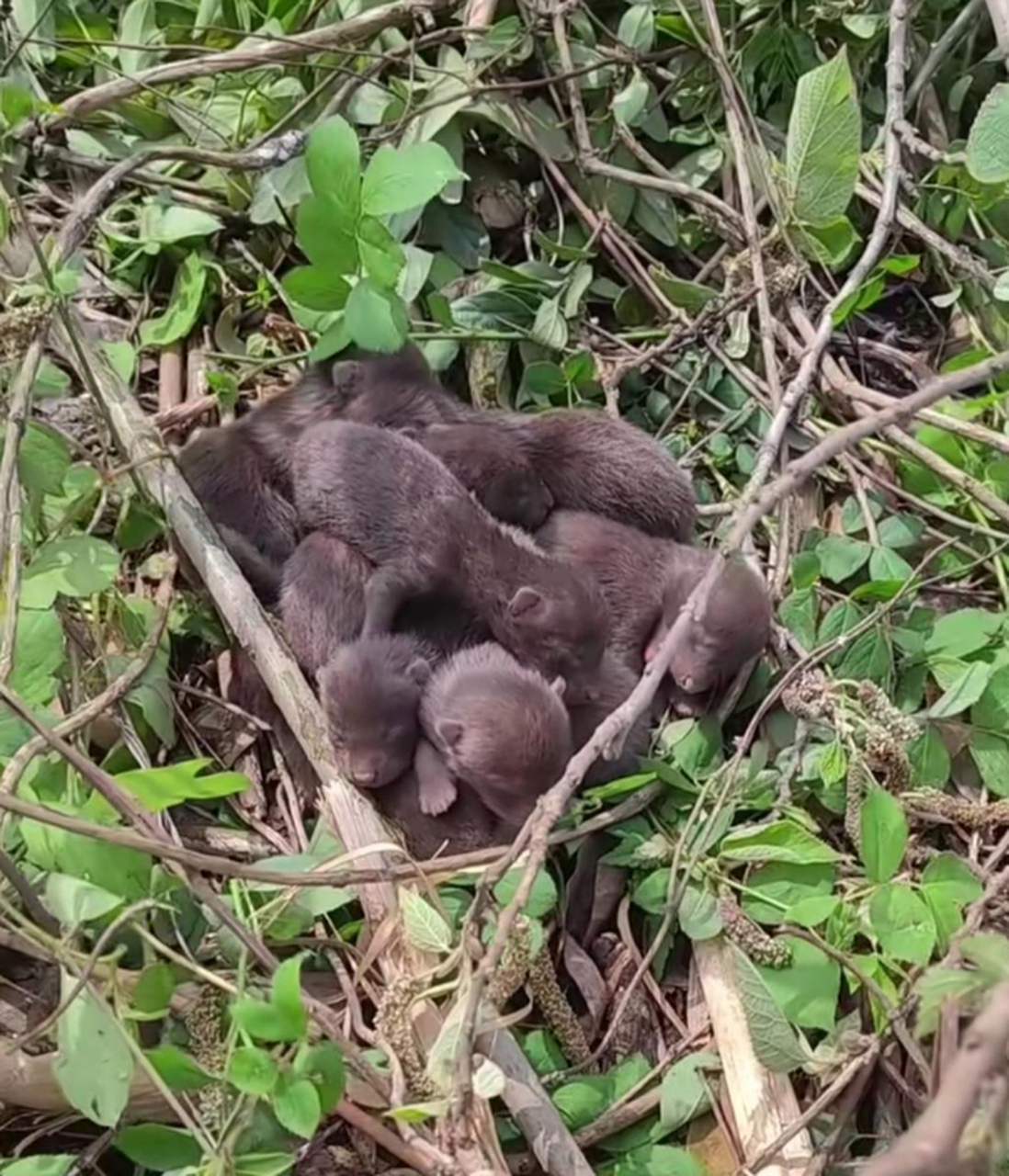 看到一窝这么多可爱的小家伙,谁知道这是什么动物?