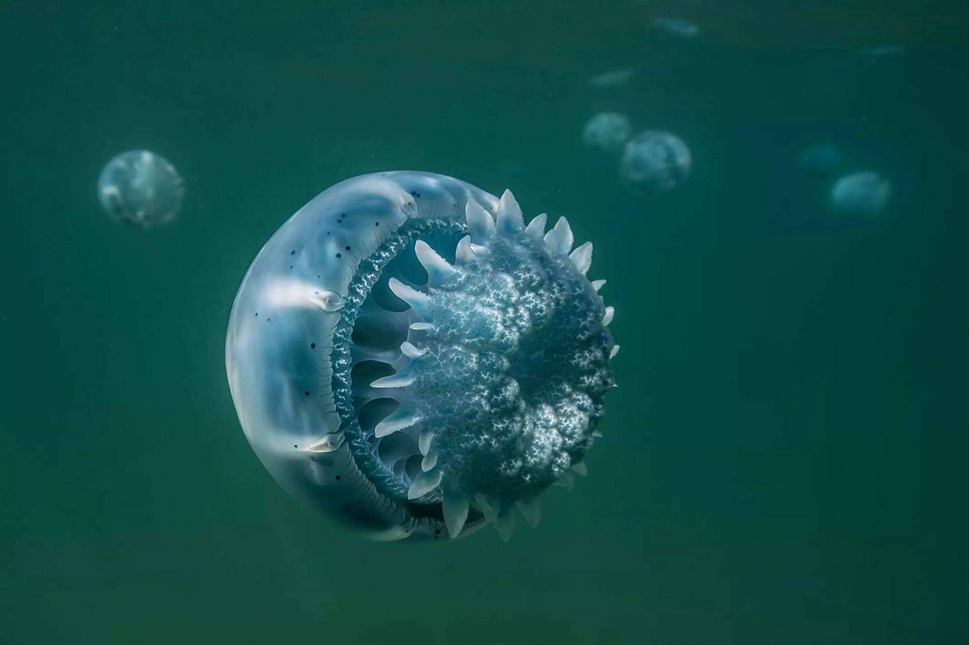 海洋生物-炮弹水母 96 炮弹水母又叫球水母 909315食用水母