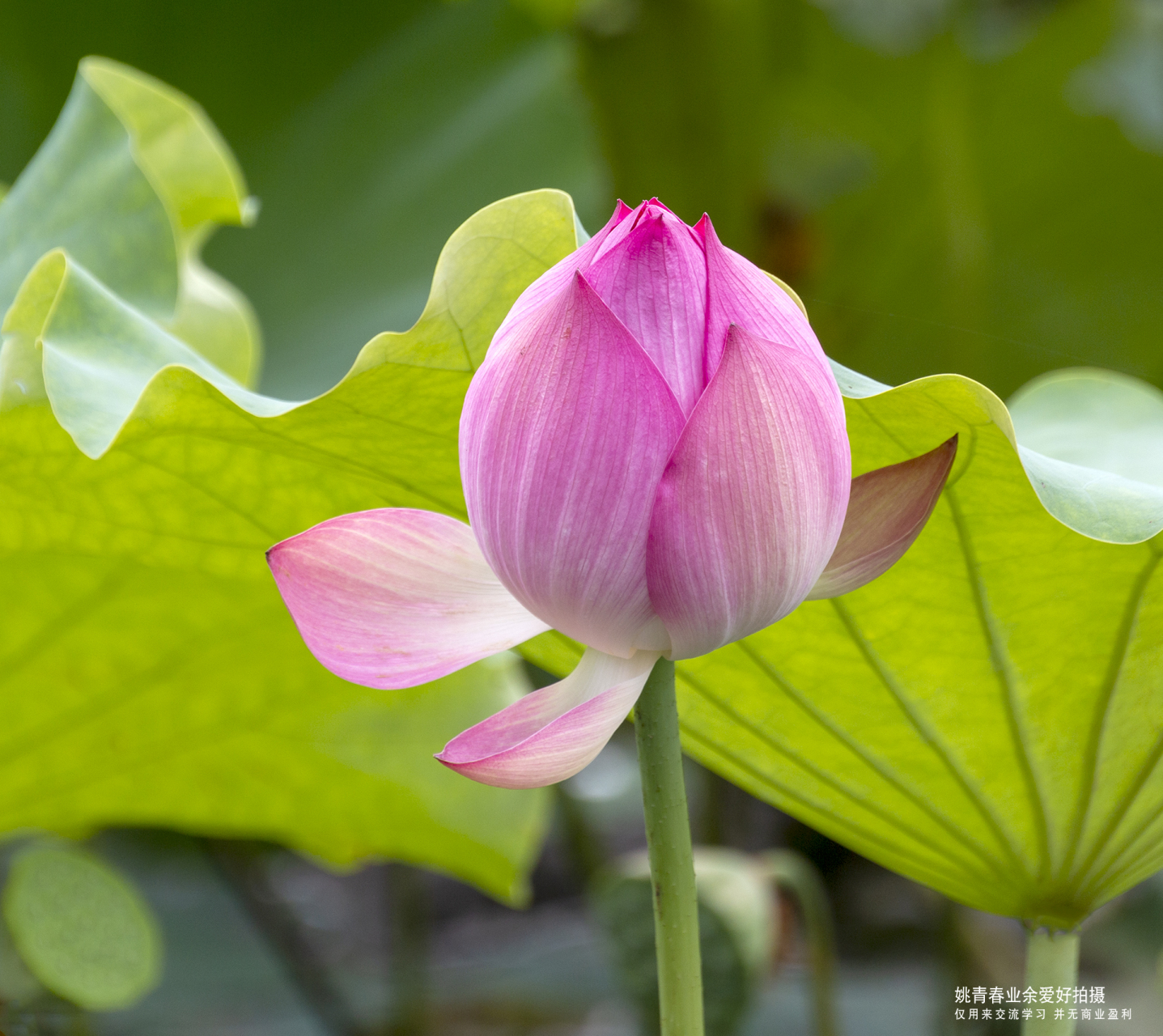 上海航头镇法治公园拍摄荷花#姚青春3