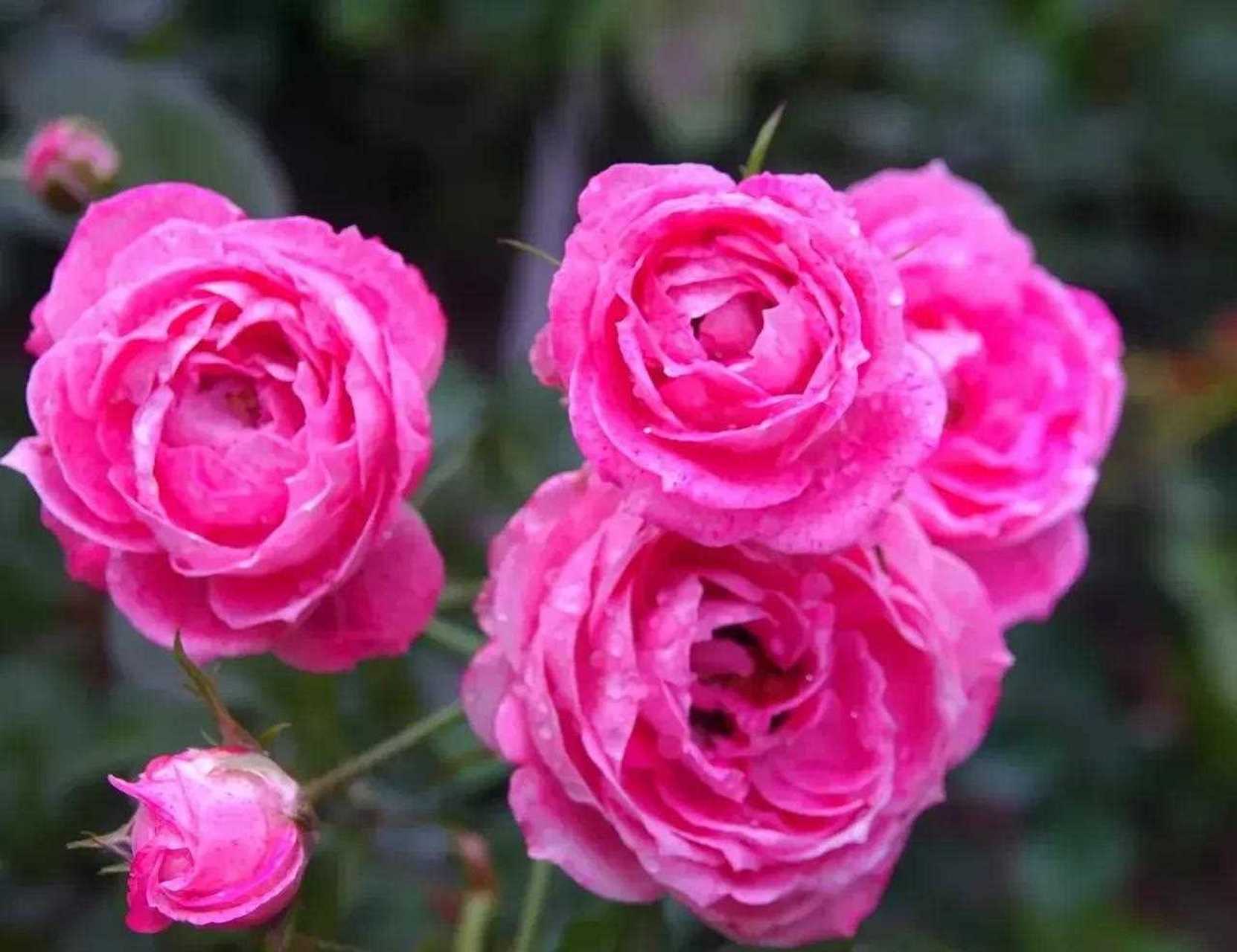 雪花肥牛月季[亲亲] 花如其名,花瓣上点有斑驳纹理[阴险] 勤花又丰花
