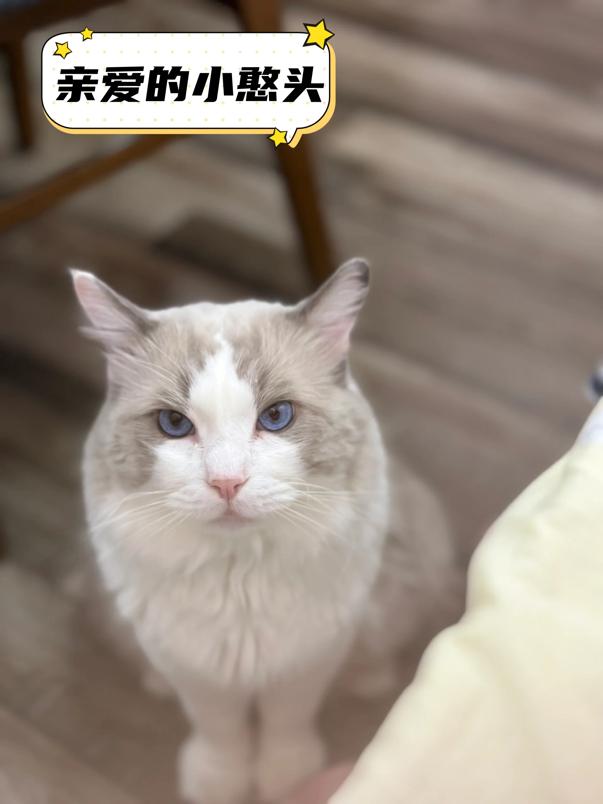 你家的小公猫是否也经历了同样的烦恼呢?