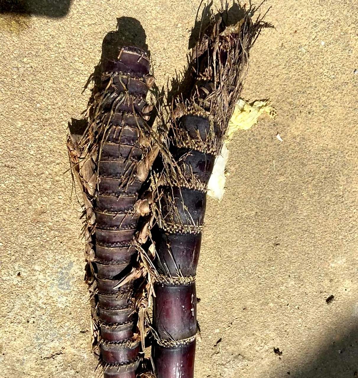 或者:  这是雷虫,它的外观类似于甘蔗.