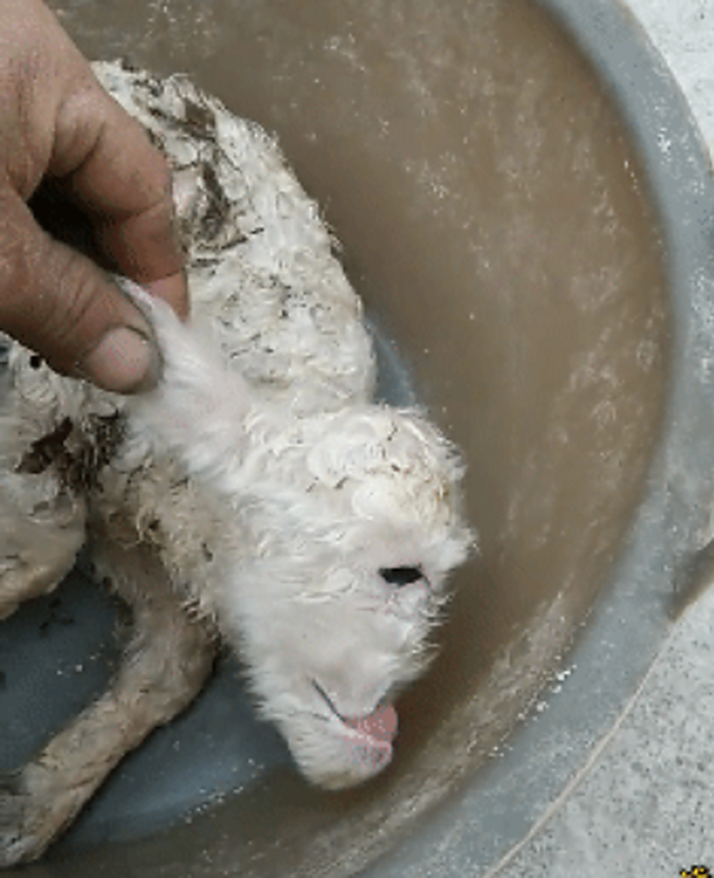 第一次见一只眼的羊,看着好吓人,!