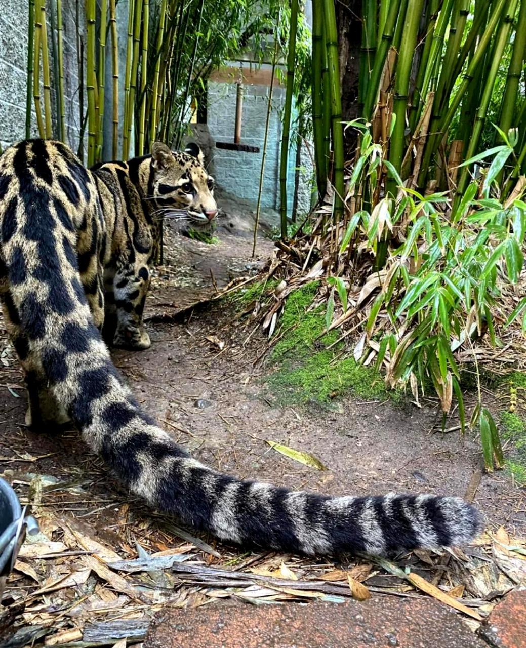 这豹子的大尾巴真让人喜爱,它是哪个品种的?