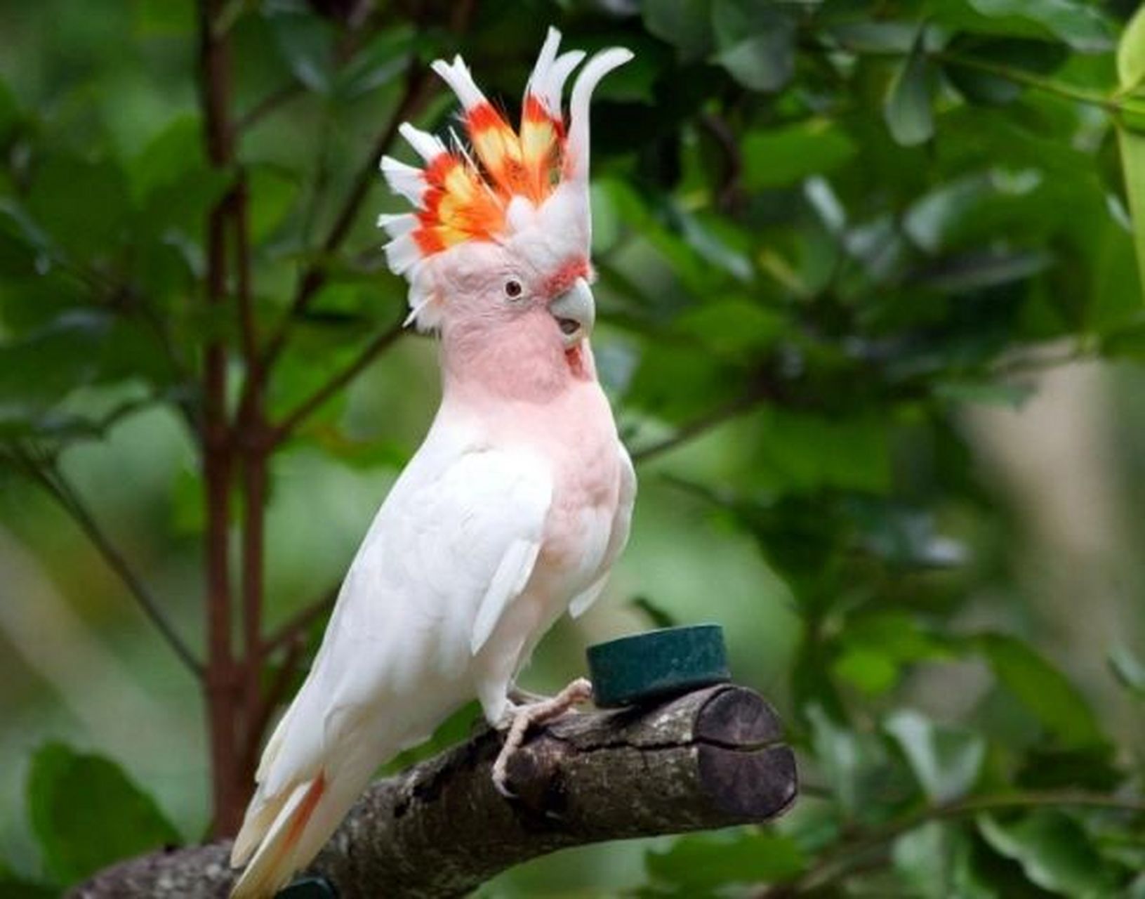 像不像鸟族的酋长,美丽强大又威严 米切氏凤头鹦鹉 冠羽超级漂亮 通常