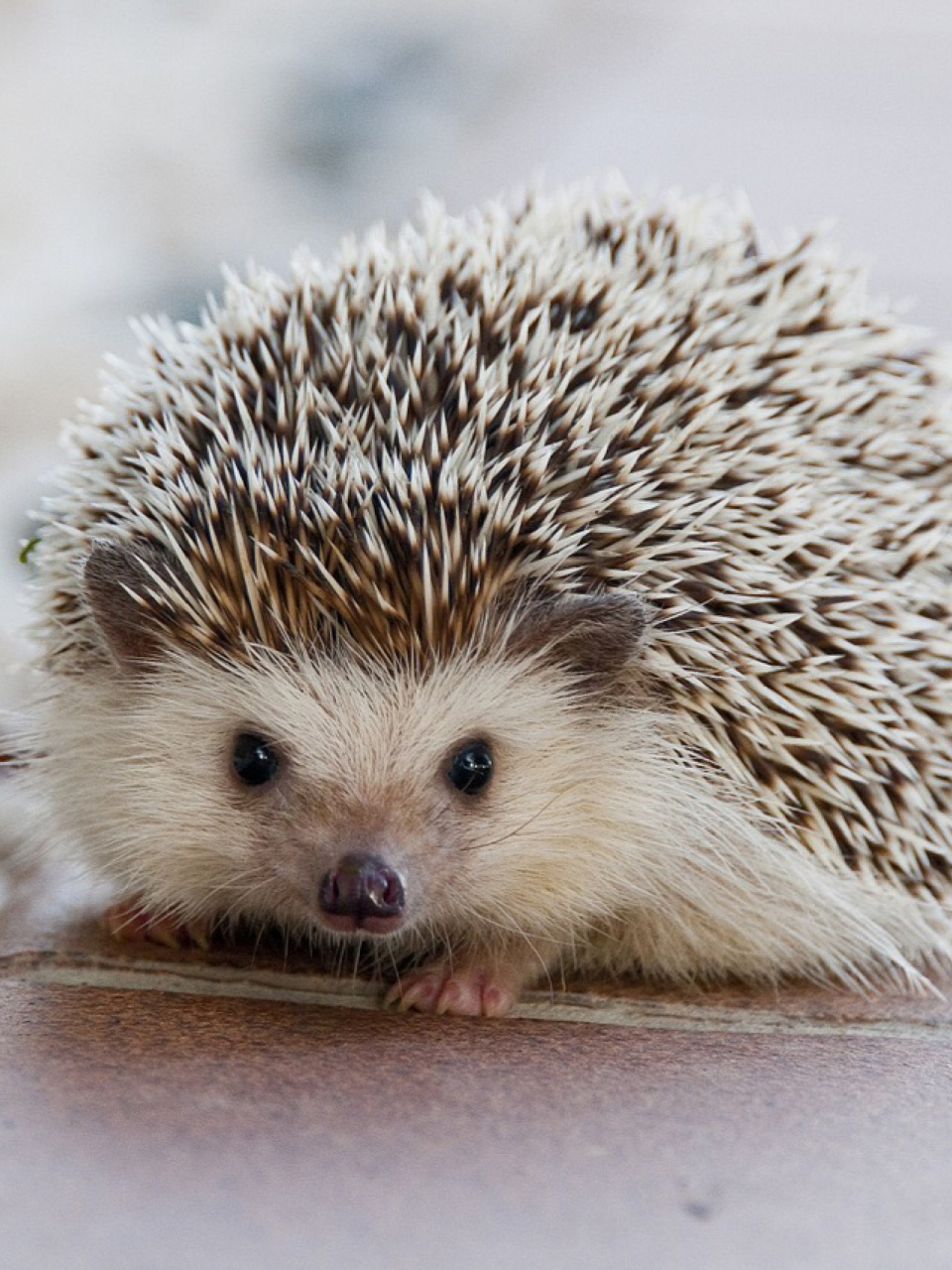 每天陪孩子一起瞧动物 名称:刺猬 别名:刺团,猬鼠,偷瓜獾,毛刺 分类