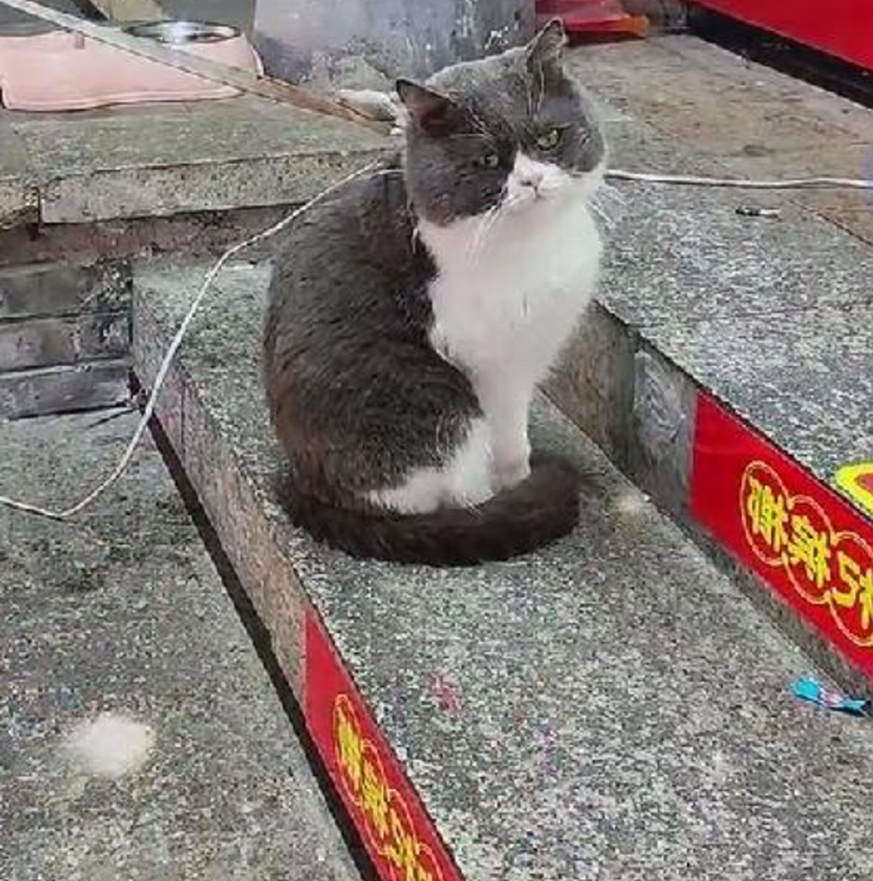 但凡被拴上的猫咪,没一个是简单的.