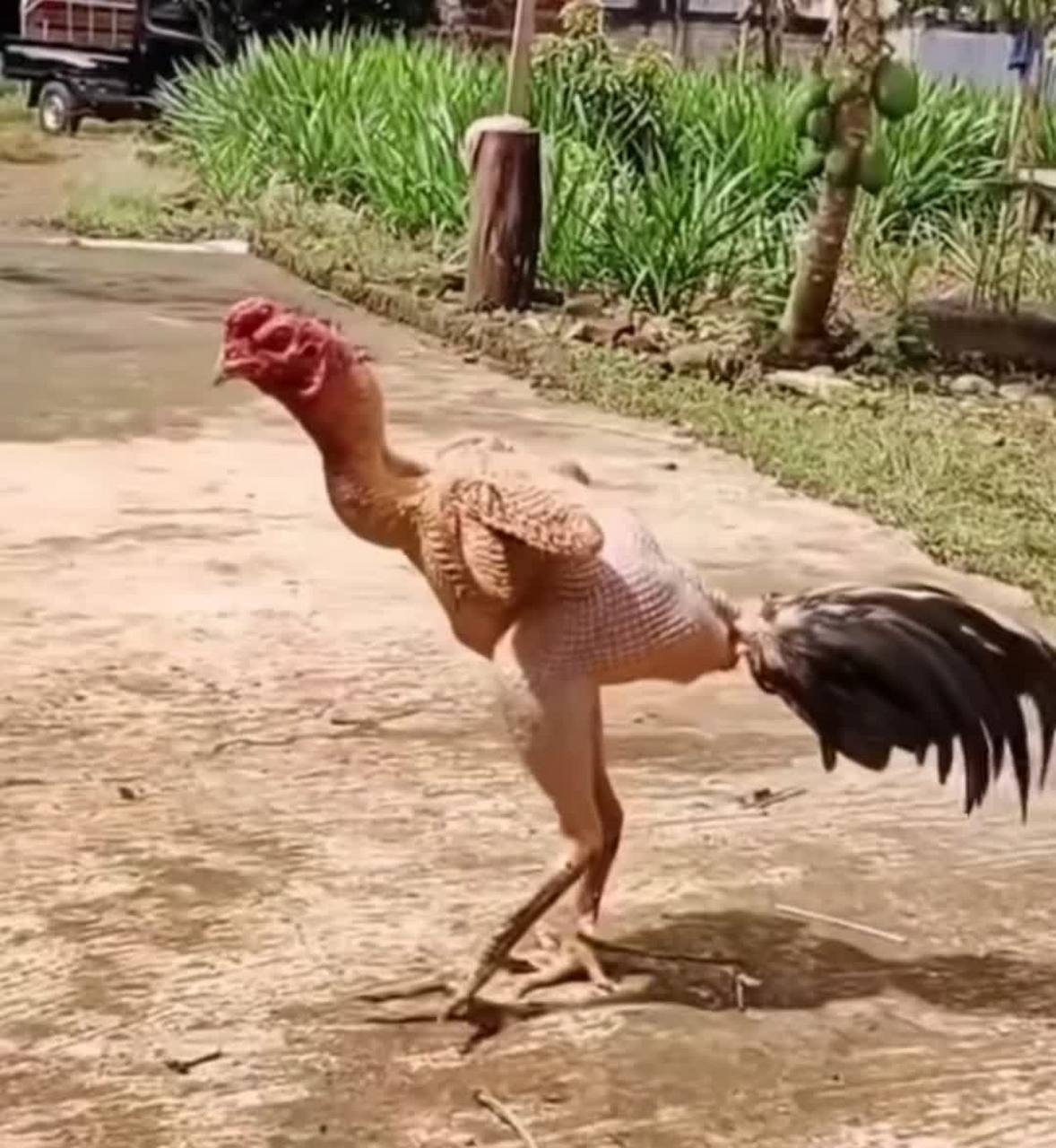 [大笑][大笑]#搞笑