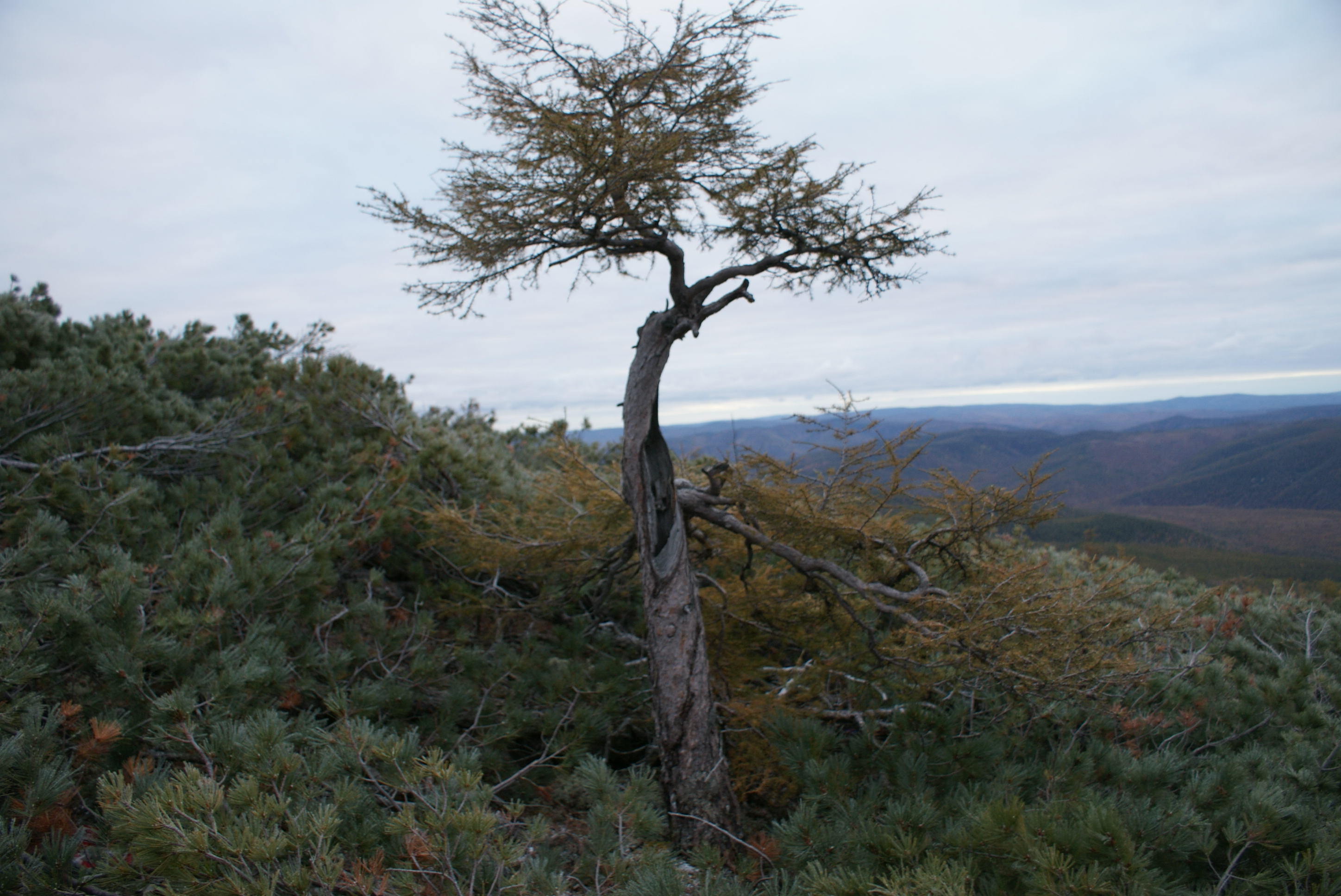 理论化的,直觉理解的东西,对于生活来说,这已经足刮谏笃 黑格兰树图片