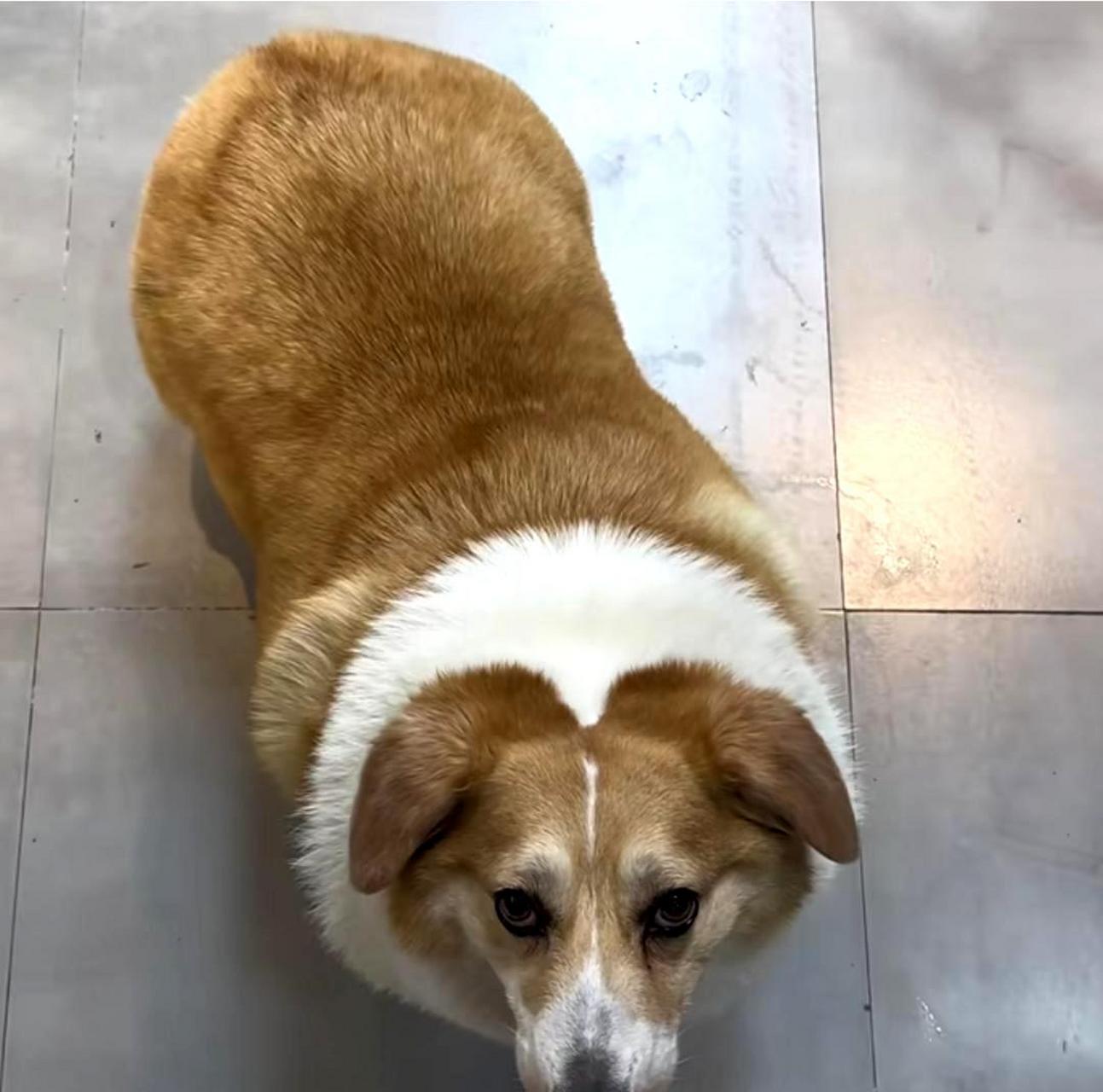 没有立耳的柯基看起来很可爱,胖嘟嘟的样子像猪八戒.