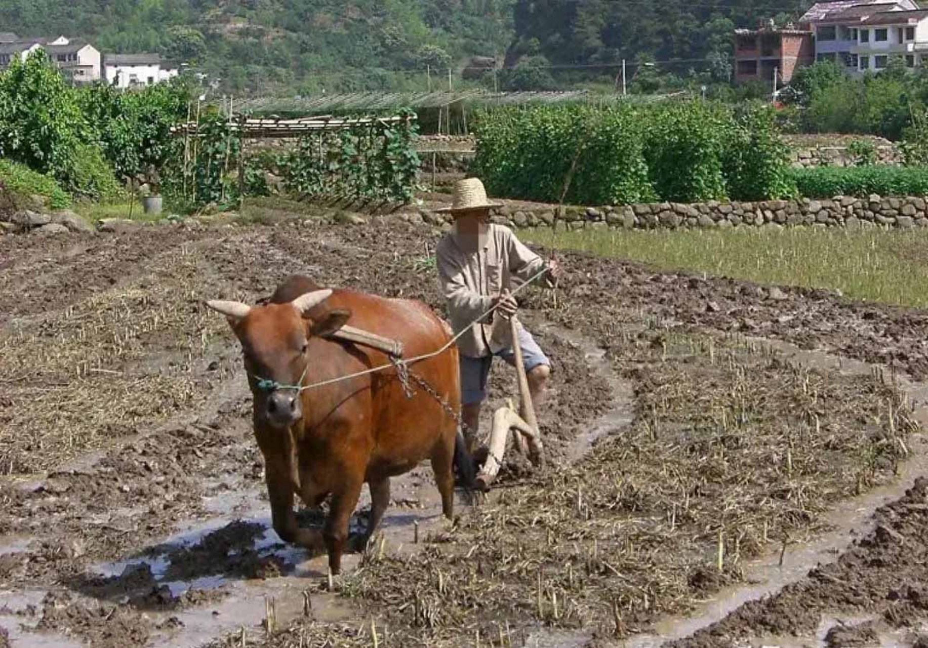 不停抹眼泪,牛主人:算了,给你500块钱  邻居来借你家的牛耕地,你没有