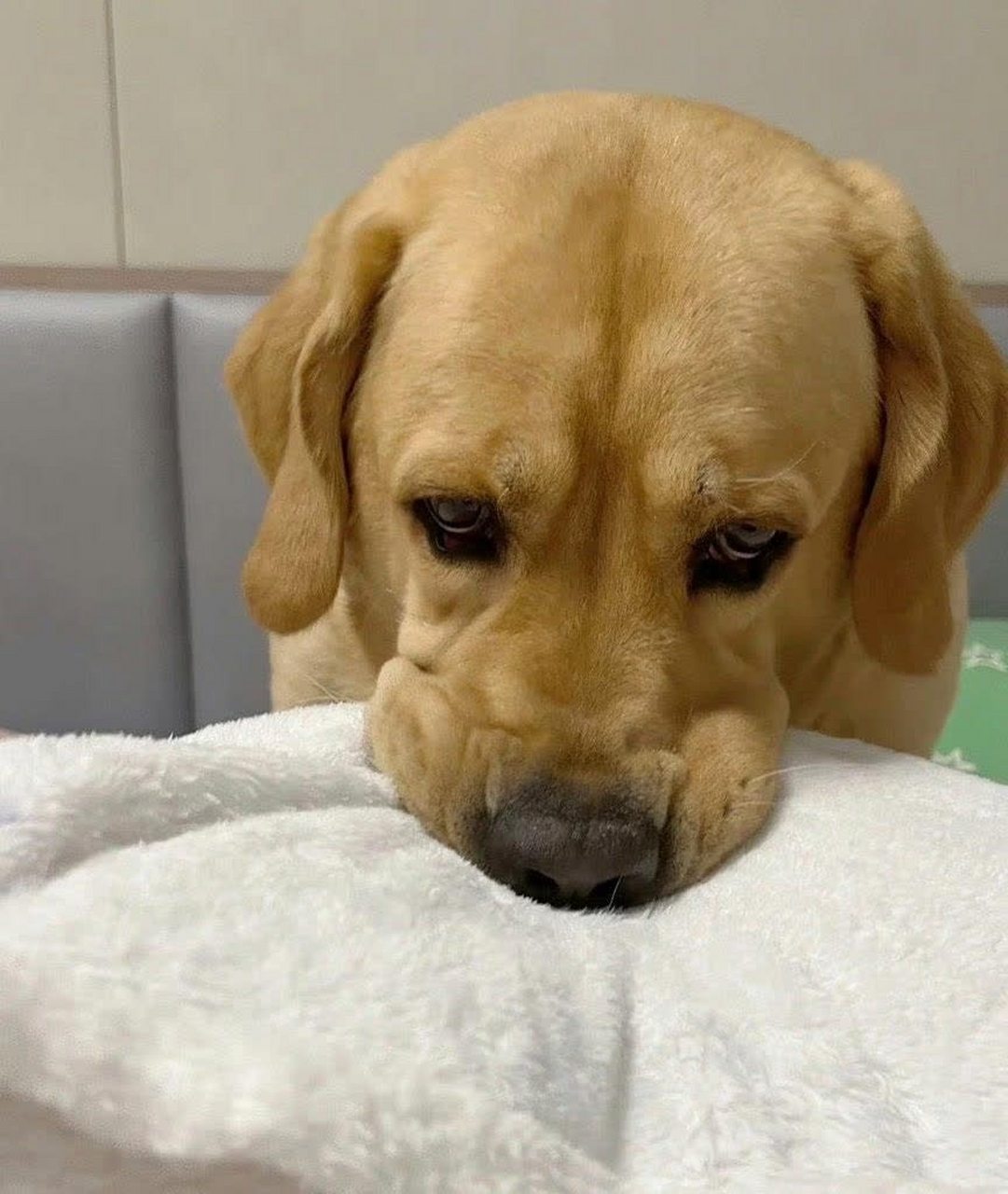 当狗生气时,很难哄它. 还有这小小的委屈的表情