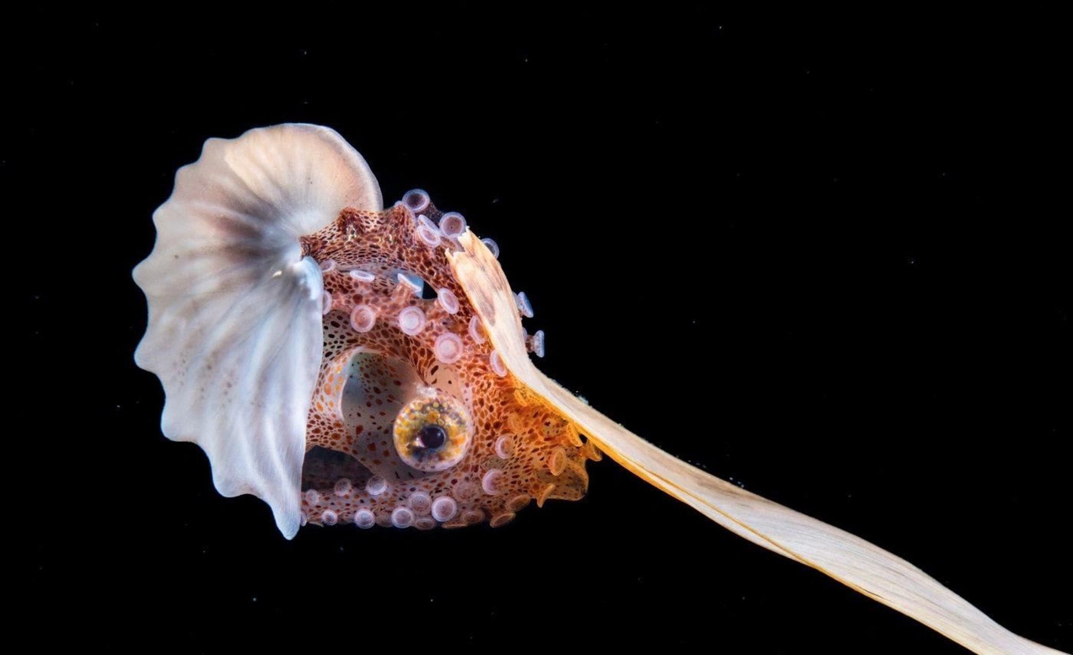 海洋生物-纸鹦鹉螺 又名船蛸  90 船蛸是一种雌雄异形的八脚软体