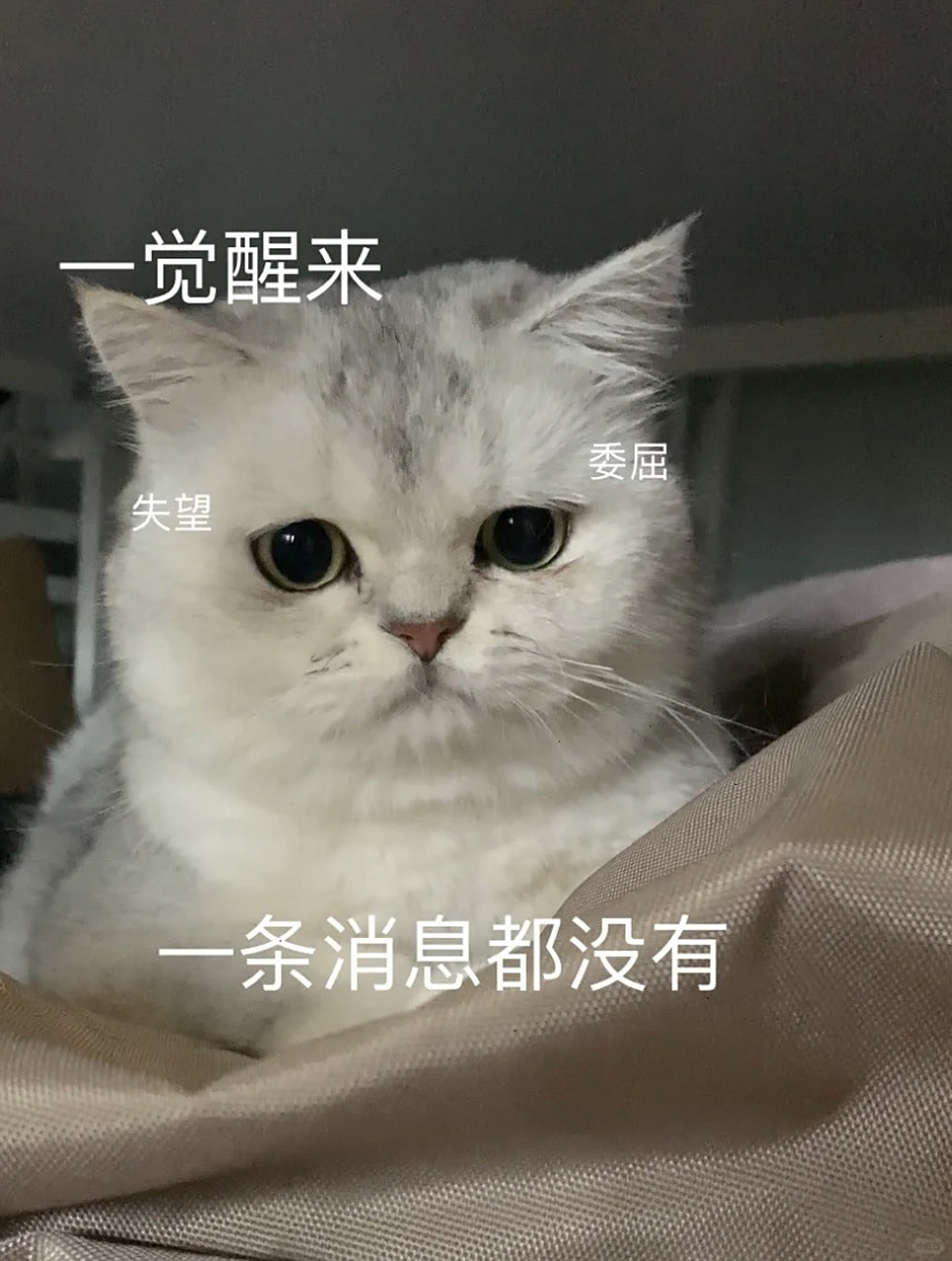 委屈猫猫年度委屈表情包
