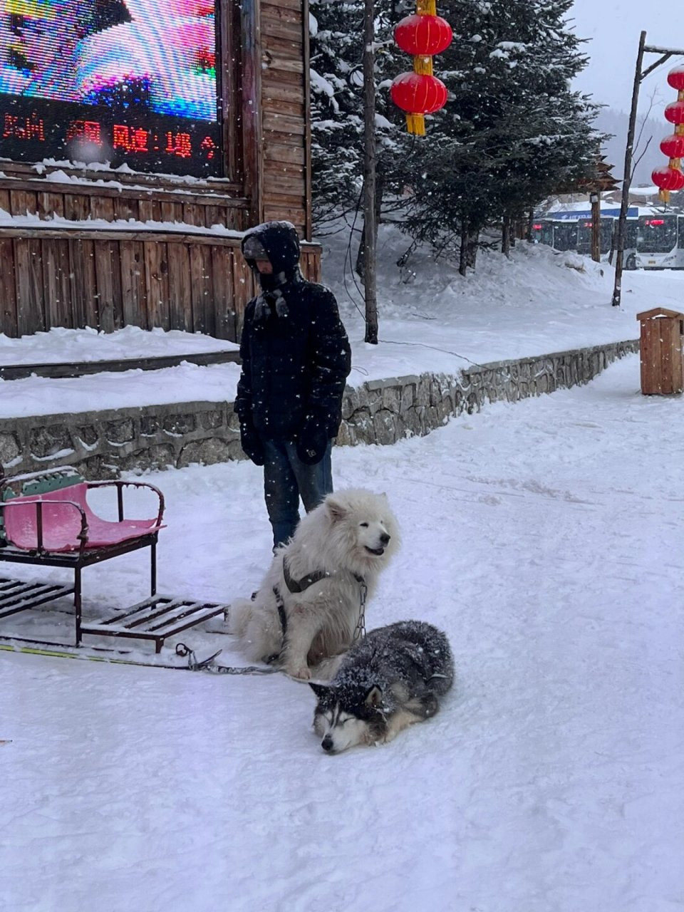 哈尔滨狗拉爬犁图片