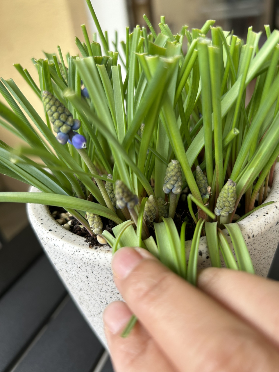 葡萄风信子满满的花苞～ 一个种球好几个花苞,一小盆满满正能量 太有