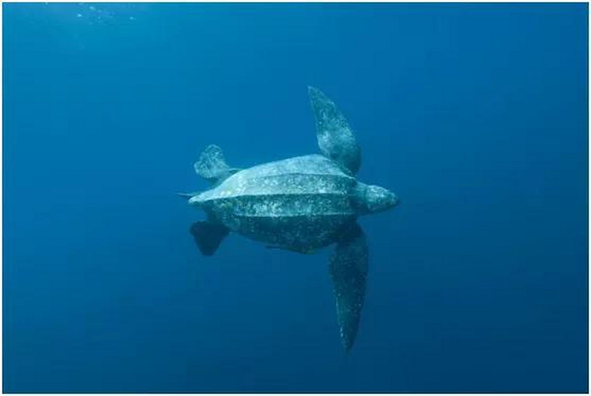 世界上最大的海龟是棱皮龟,这种海龟在成年之后的体型可以长到接近3米