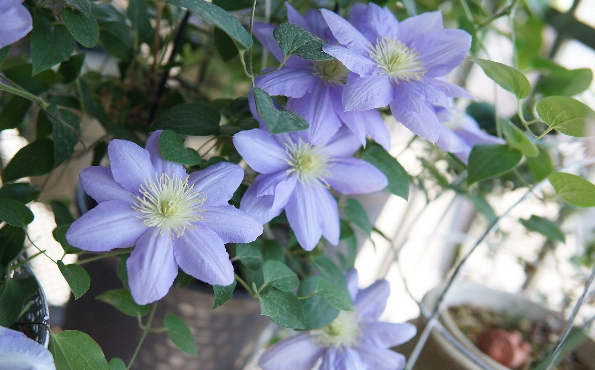 给大家推荐一款适合阳台养的铁线莲——塞尚,大道系矮小品种,株高仅0.