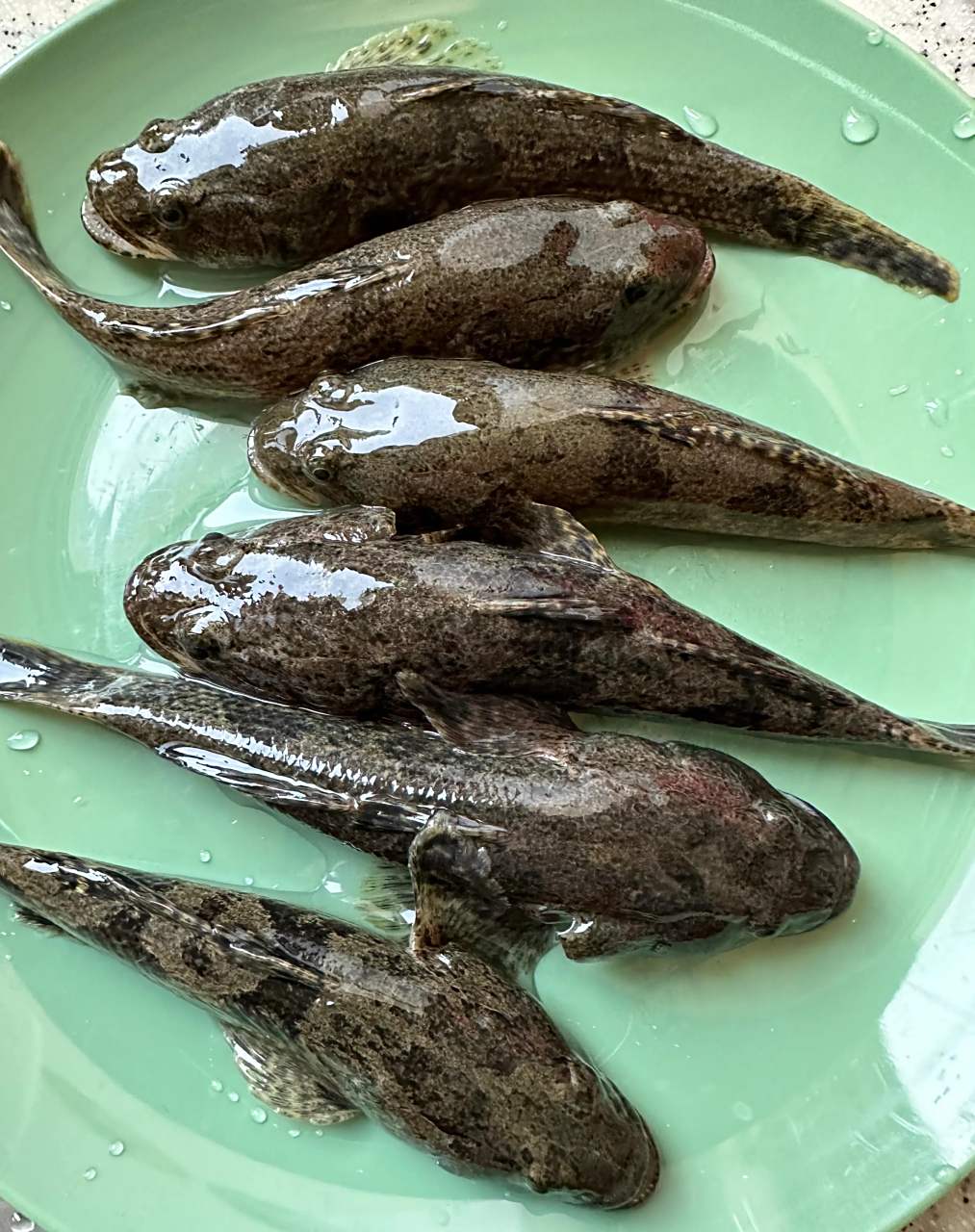 江南春天第一鲜,雪菜塘鲤鱼,油菜花开的时候是塘鲤鱼最肥美的时候.