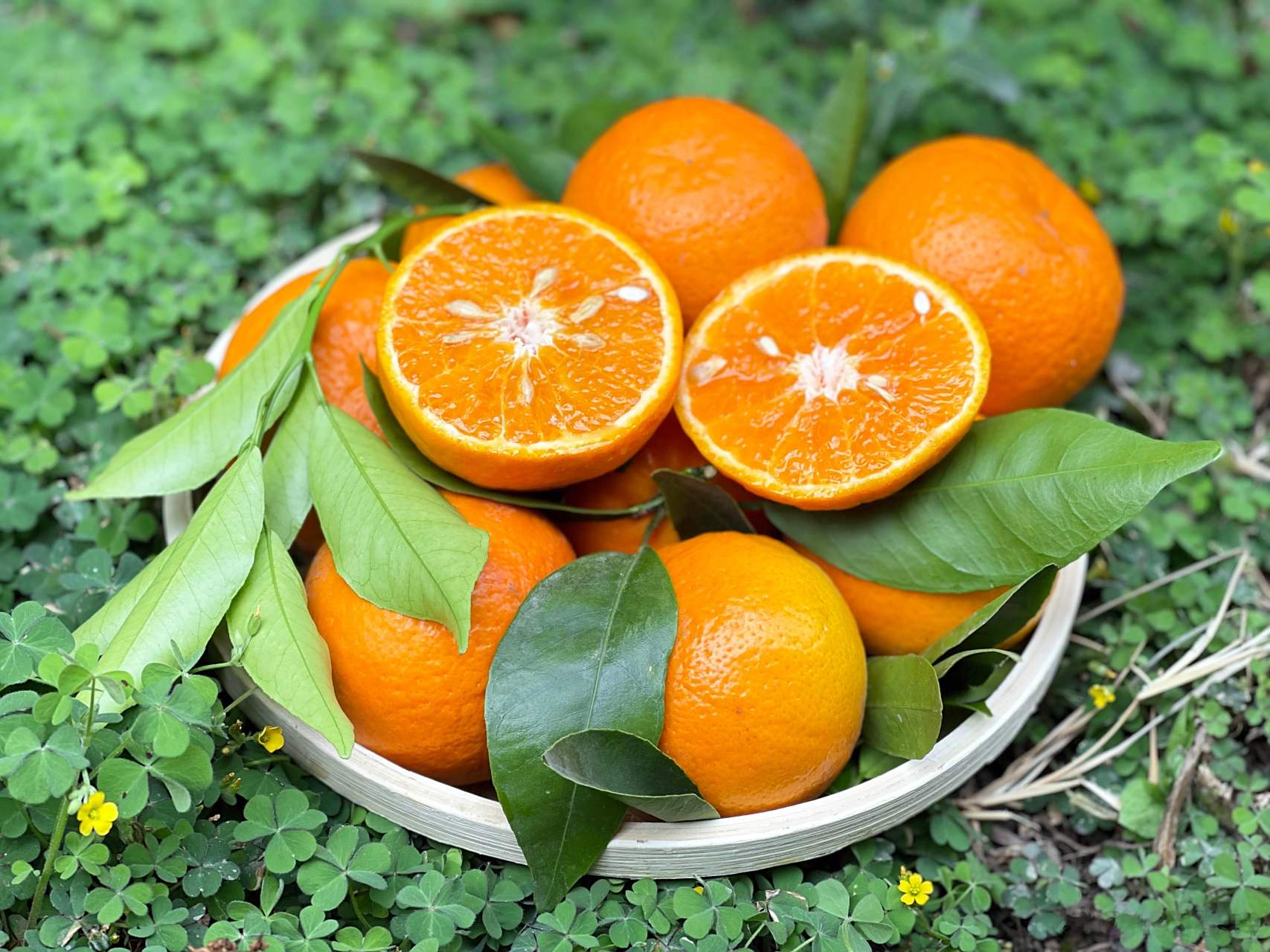 大妈的精选# 大理宾川沃柑,树上精品鲜果 现摘现发 5斤小果39.