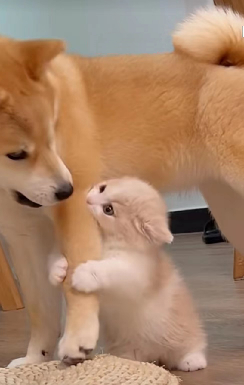 别走,我就要抱大腿