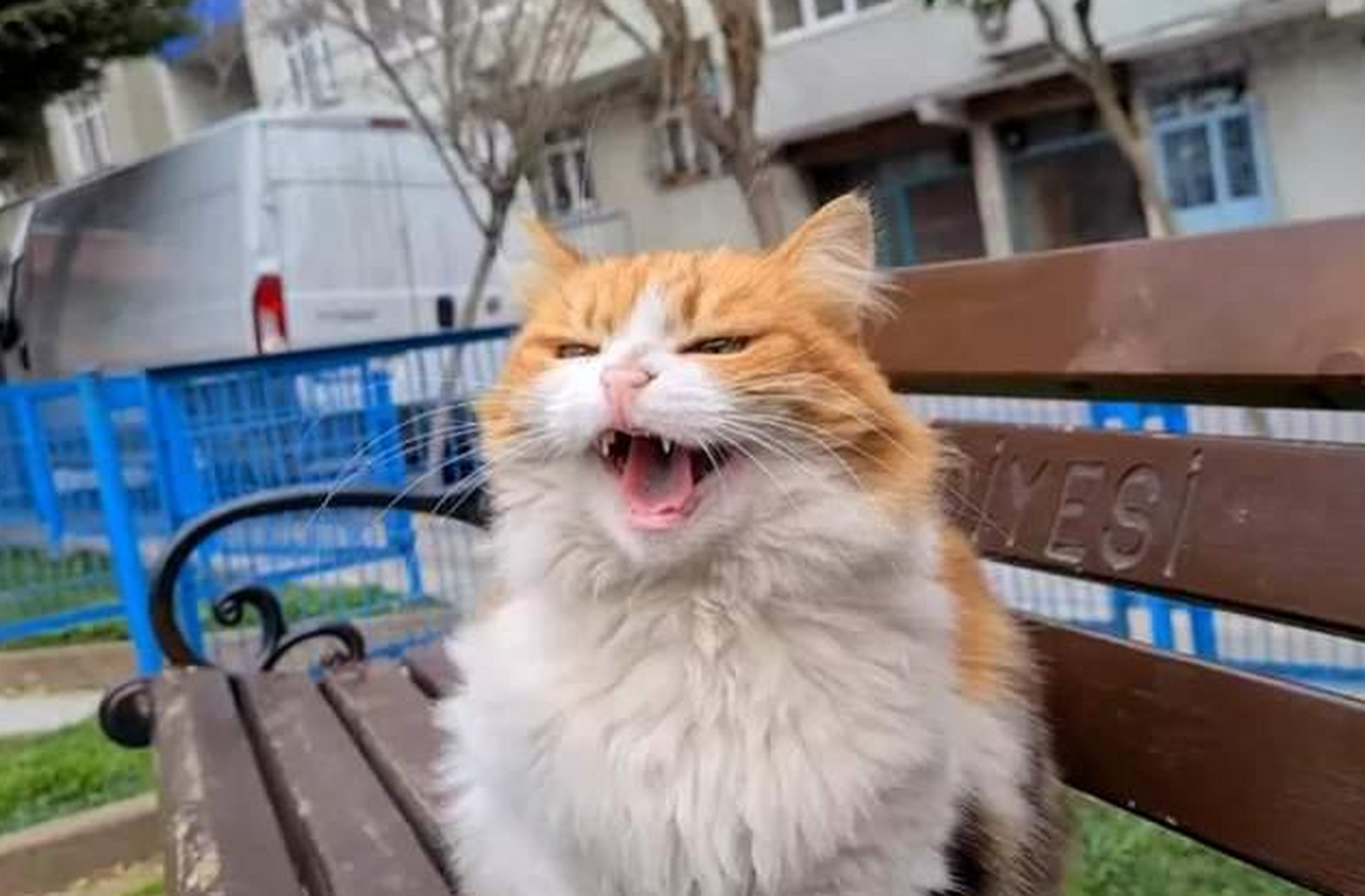 哈气的行为通常伴随着身体姿势的变化,例如猫咪可能会向主人展示自己