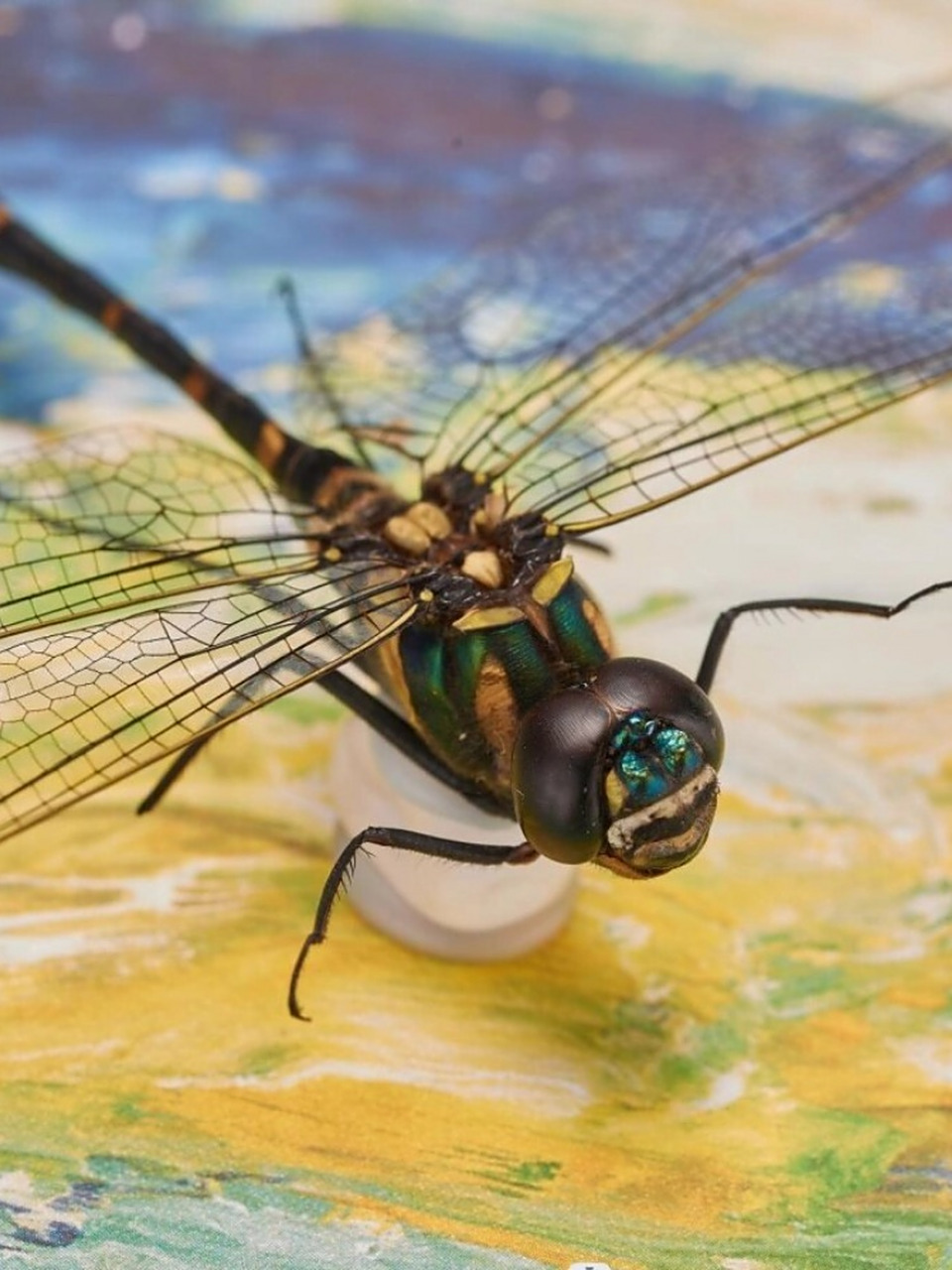 金属蓝滑翔机——闪蓝丽大伪蜻  闪蓝丽大伪蜻,以其独特的金属蓝色