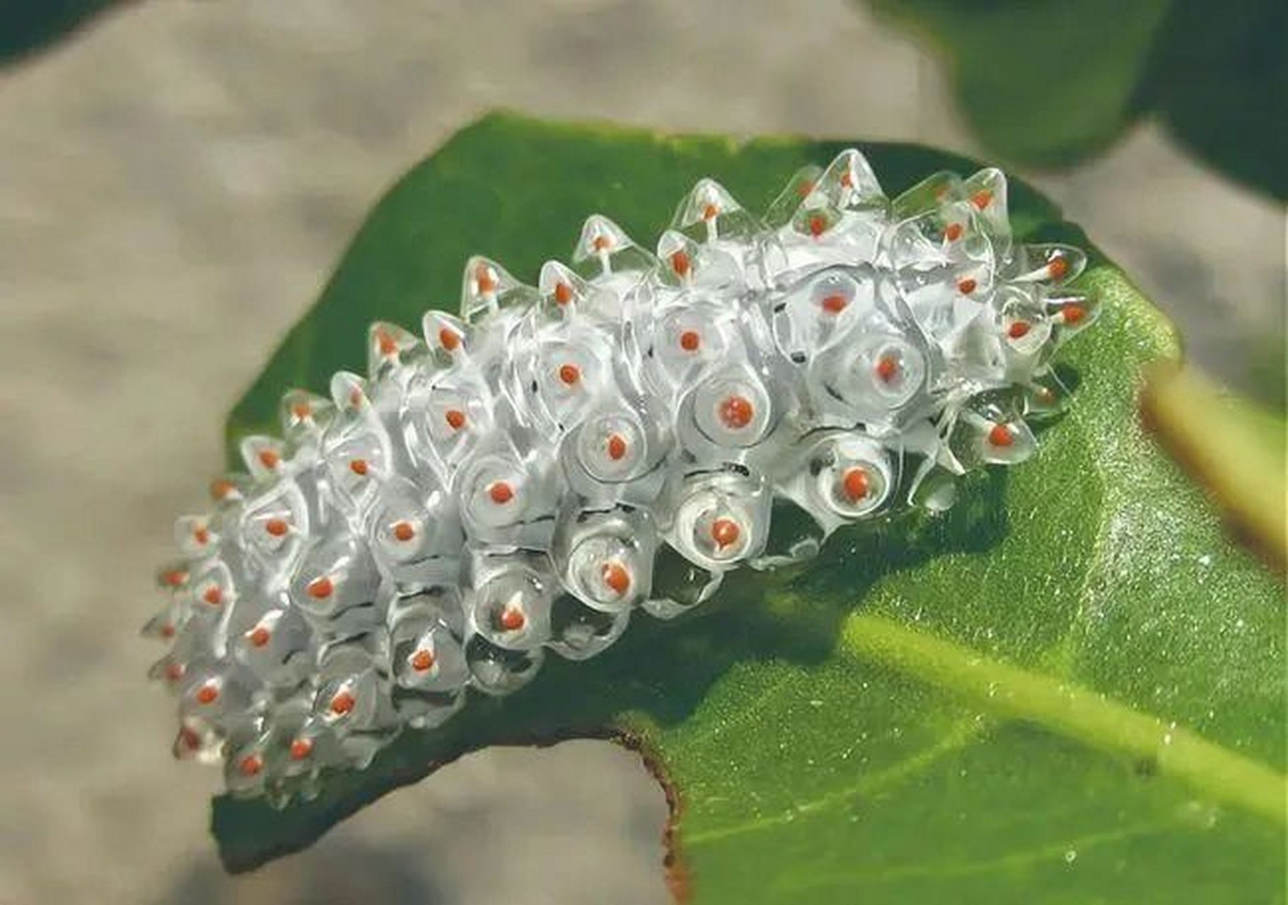 一些毛毛虫 鳞翅目昆虫的幼虫 色彩美丽,有些可以做鱼饵,喂鱼 经常