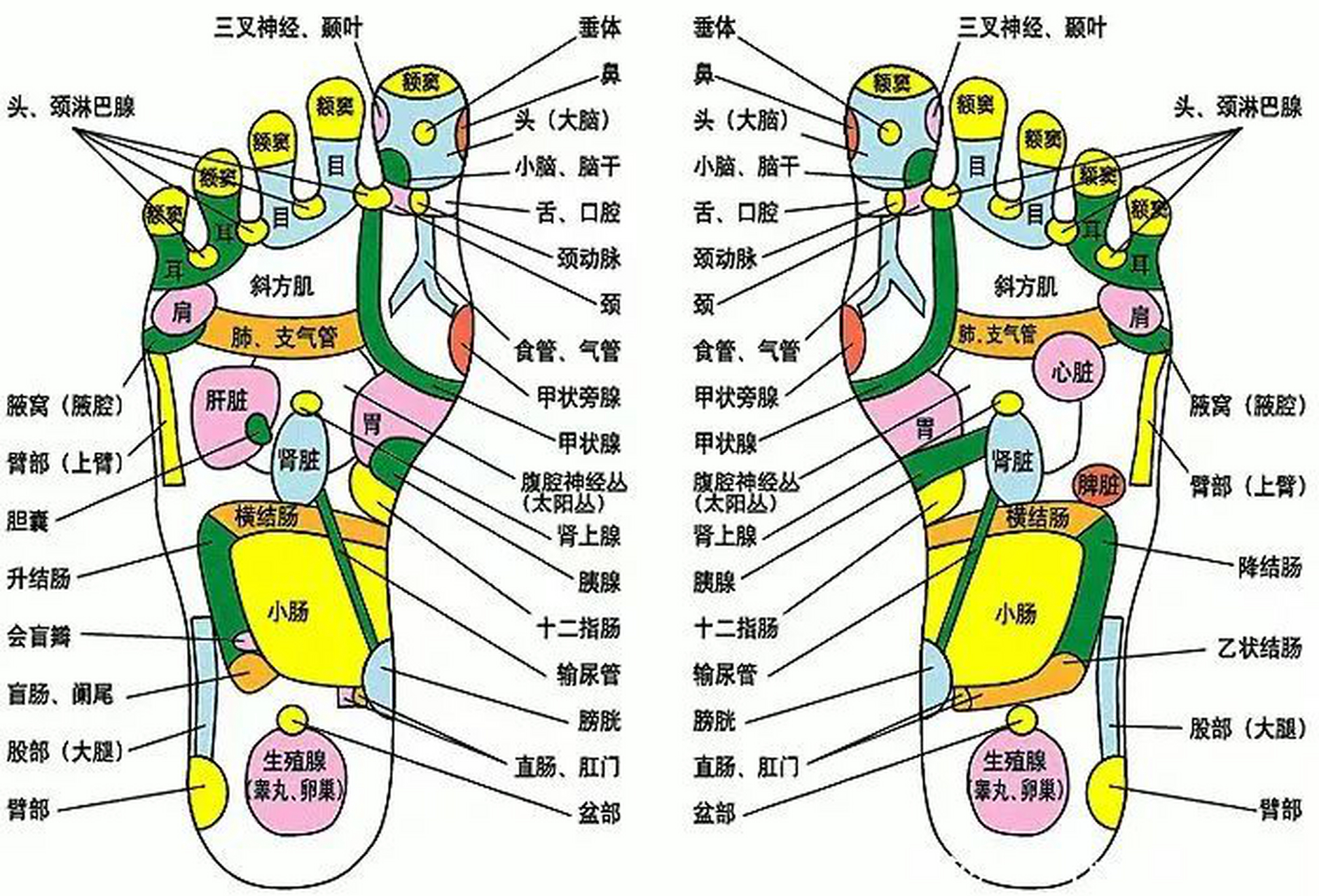 脚的各部位名称 图解图片