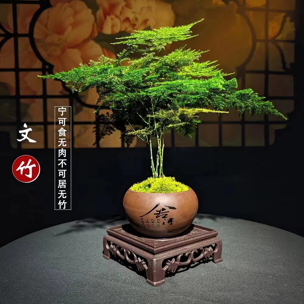 竹报平安,子孙享福;寓意着步步高升,节节高升!#文竹