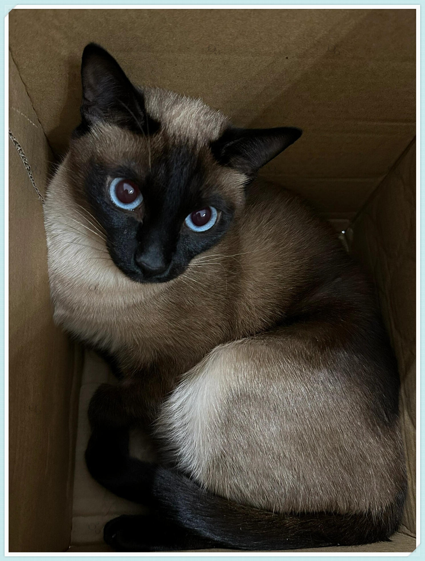 暹罗9斤算胖吗  一般来说,9斤对于大多数的成年暹罗猫来说是偏重的.