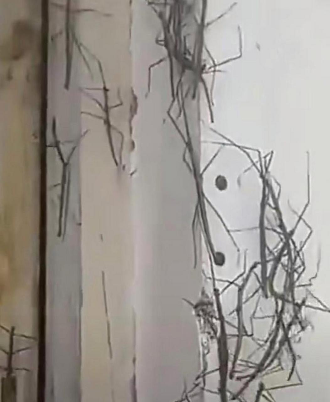 家里突然出现大量的竹节虫