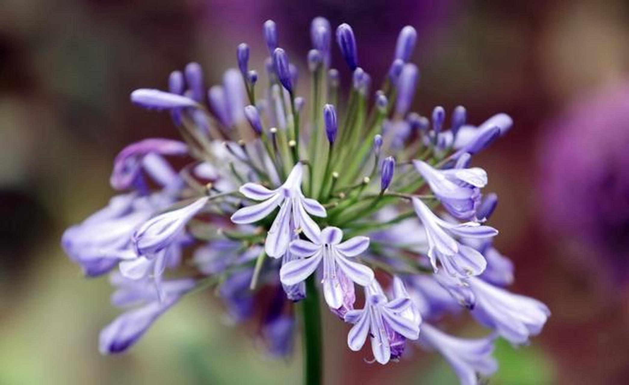 昆明植物园举办葱属植物文化艺术展"葱花"成海别样美