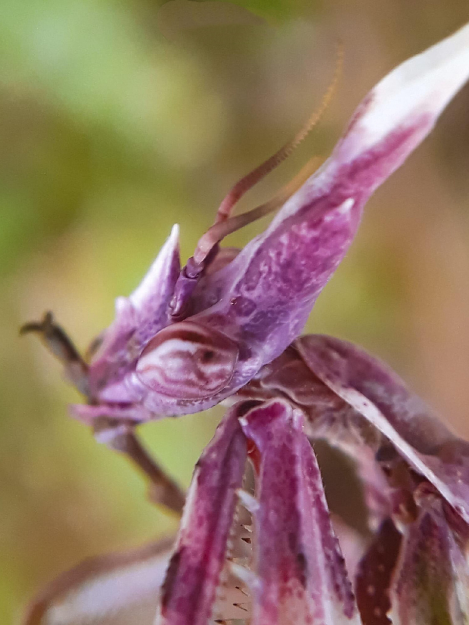 名称:粉花锥头螳螂 外文名:empusa fasciata 简介:主要分布在北非和