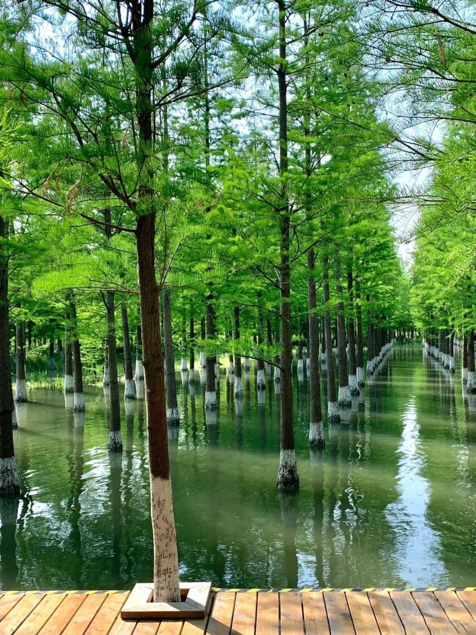 宿迁绝美水上森林  洪泽湖湿地景区是江苏宿迁市唯一的国家 5a级
