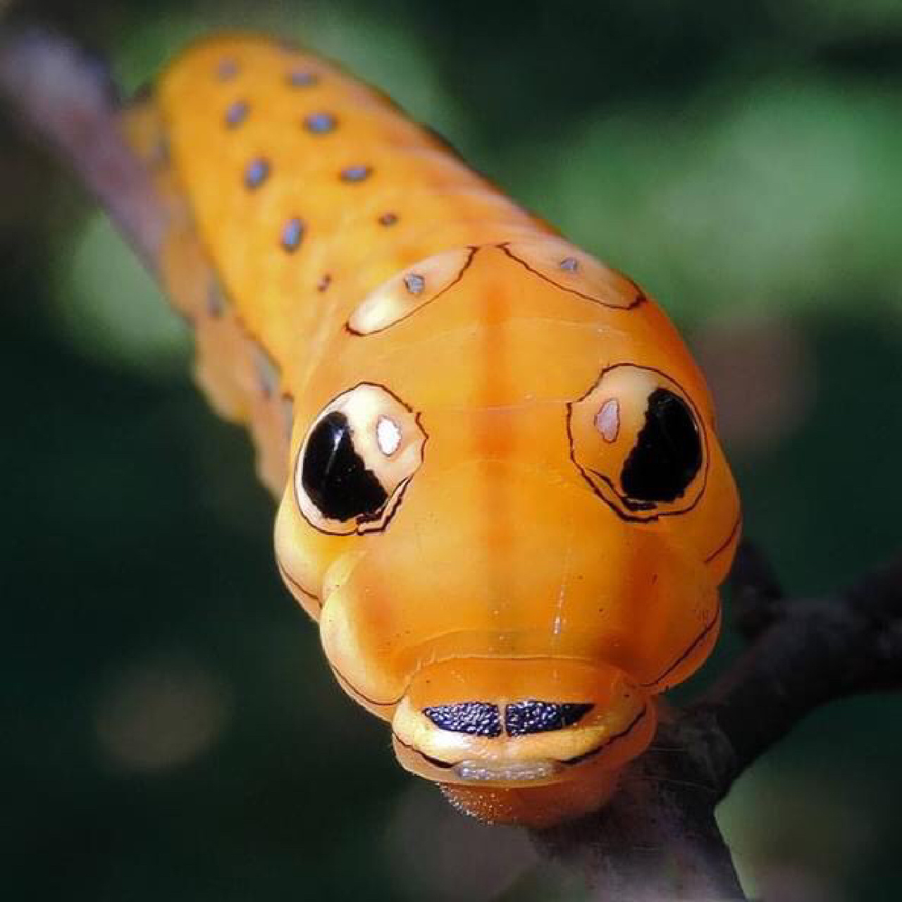 生物名:银月豹凤蝶幼虫 外文名:papilio troilus 介绍:这种蝴蝶最让人