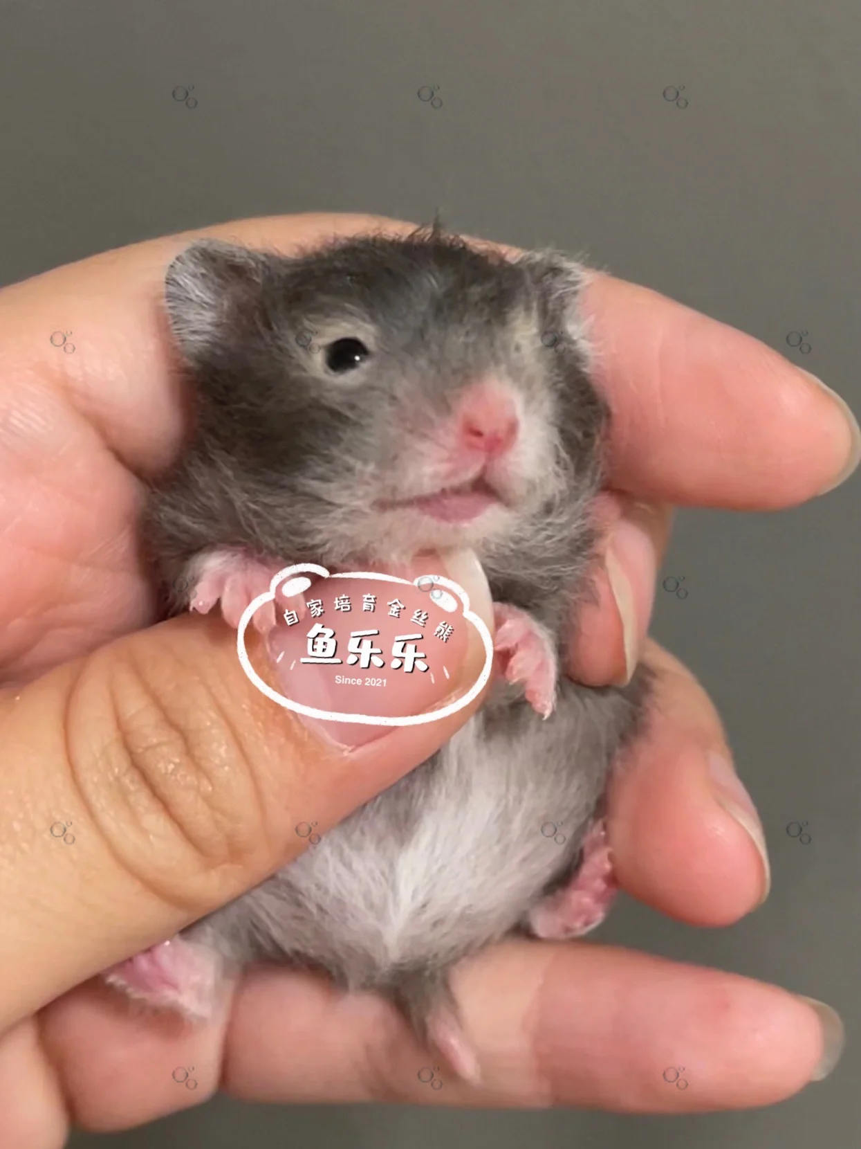 颜值是从小开始的,今天要给大家分享的是来自马来西亚的小金丝熊崽崽!