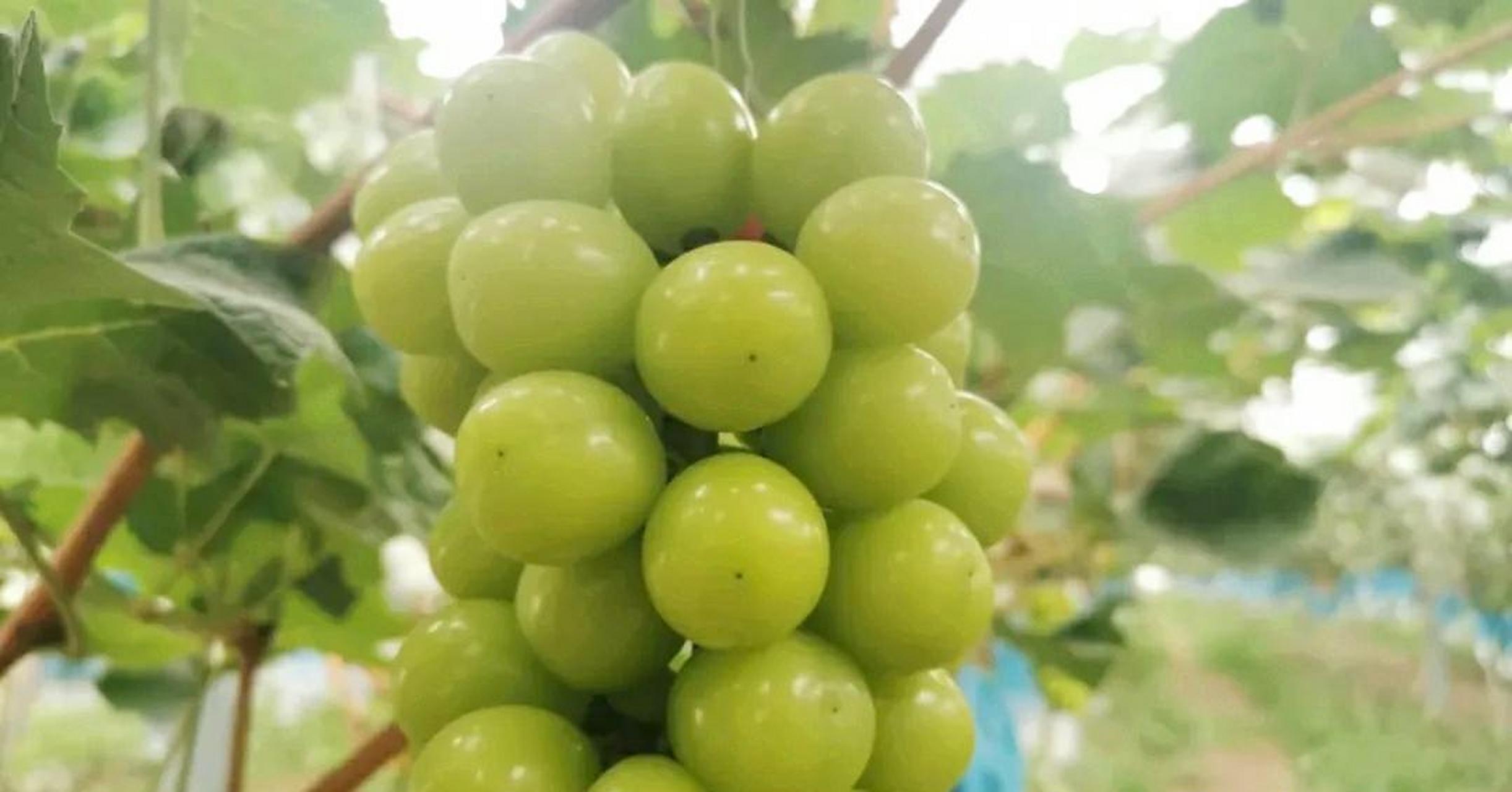 这是我见过最大的葡萄